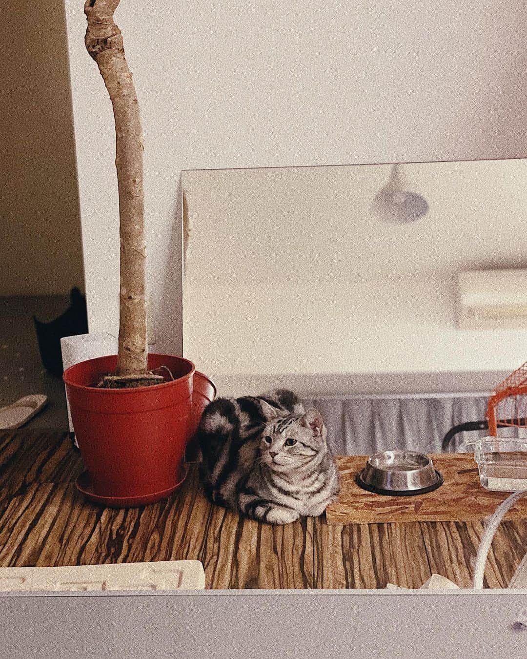 kaisakamotさんのインスタグラム写真 - (kaisakamotInstagram)「置き物ちゃん #置き物グラム #観葉植物 #伸び過ぎ #americanshorthair #cat #catstagram #アメショー #保護猫 #ブタ #猫」11月14日 23時24分 - kaisakamot