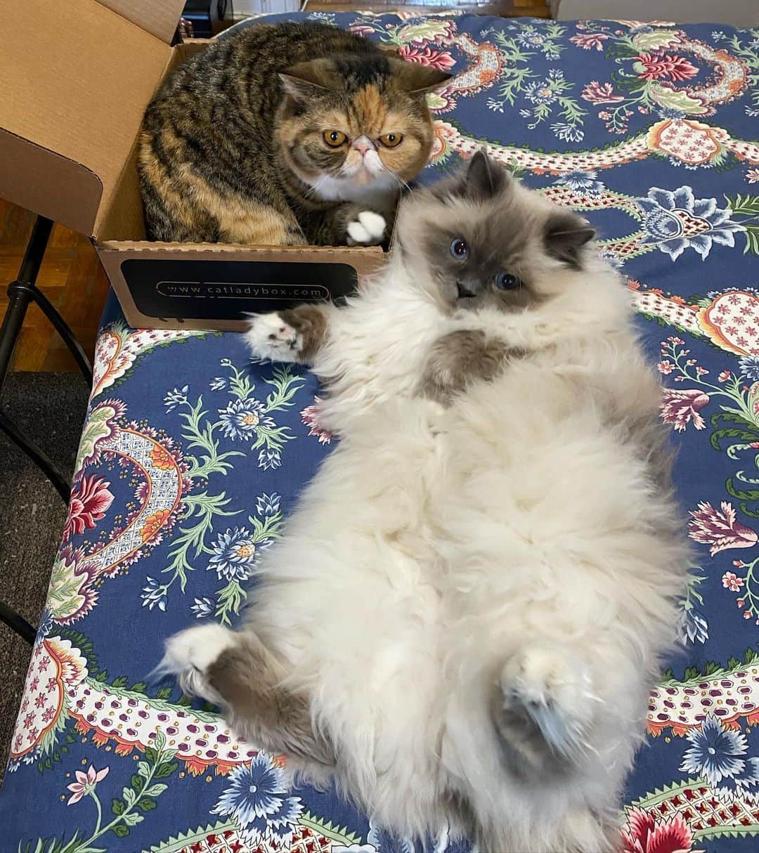 Tinaのインスタグラム：「What a week! George and Wheezy had a stomach bug. Started with Wheezy and then George got it. We’ve been dealing with a lot of 💩 and baths! I think we are finally out of the woods!👏🏻」