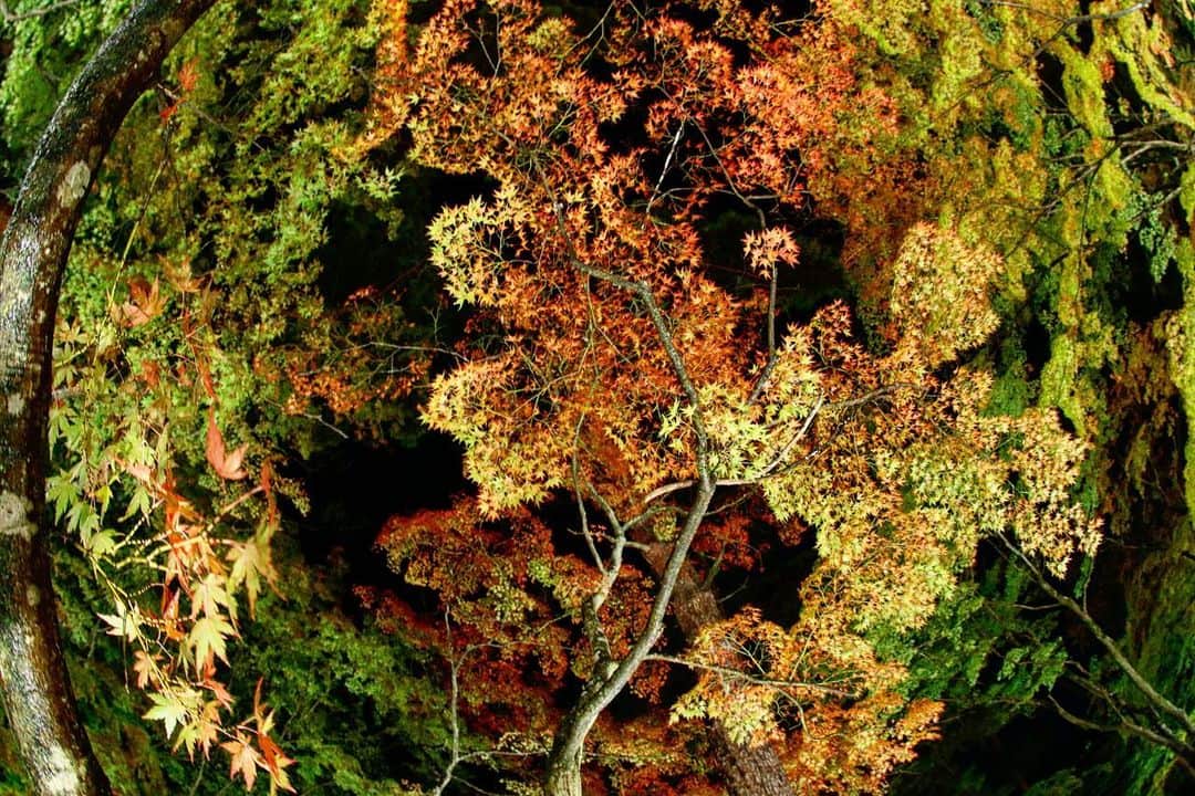 Masackさんのインスタグラム写真 - (MasackInstagram)「秋を感じてきました。  #三峰神社  #秩父  #月の石もみじ公園」11月14日 23時38分 - masackdrum