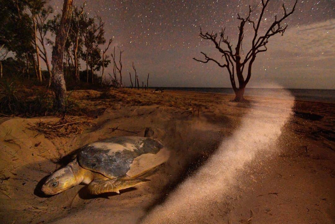 Thomas Peschakのインスタグラム：「A flatback sea turtle kicks up sand while digging a nest on Crab Island, off Australia’s northeast coast. This 200-pound sea turtle is endemic to Australia and Crab Island is this species largest rookery. Unlike most other globally important sea turtle nesting locations, Crab Island is not a government gazetted protected area. The island is traditionally owned by the Injinoo people and it is the indigenous rangers of the Apudthama Land Trust who brave saltwater crocodiles and other hazards to monitor and protect Crab Island’s  flatback sea turtles. Shot on assignment for @NatGeo in partnership with the Apudthama Land Trust. Check out the full story in the October 2019 issue of @NatGeo magazine #seaturtles #turtle #capeyork #australia #beach #conservation」