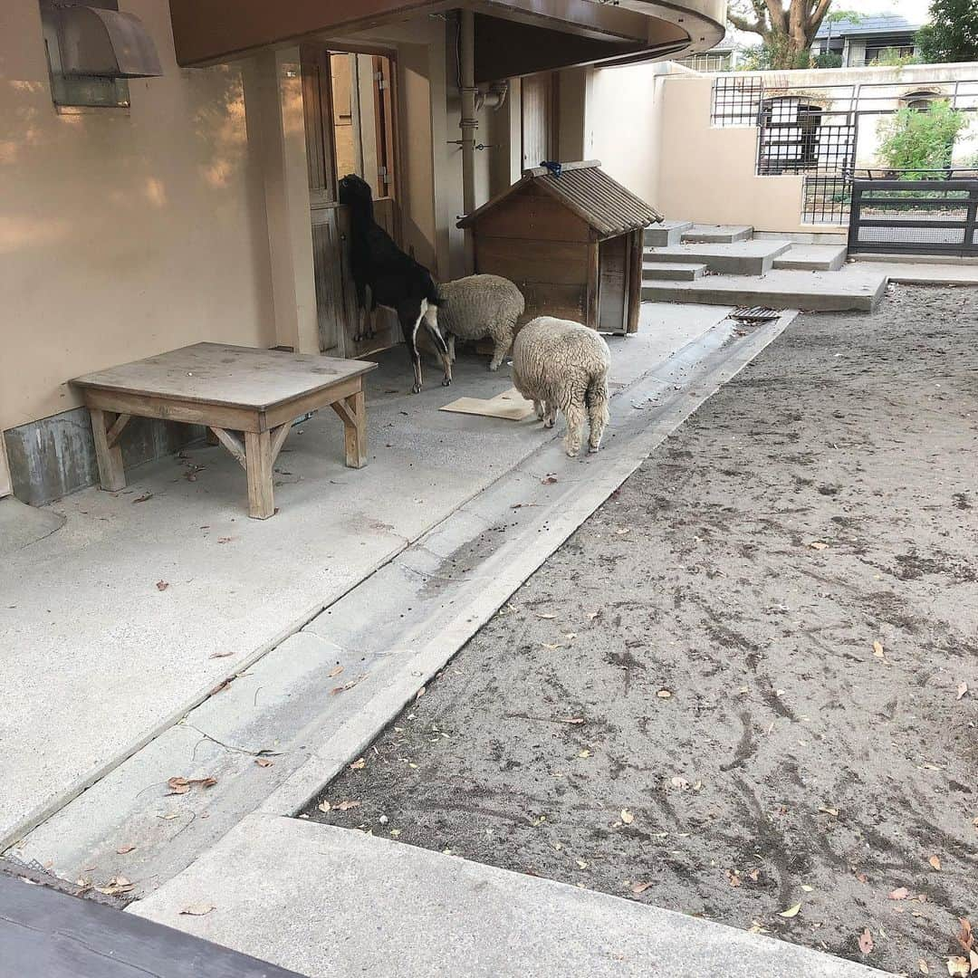 鳥居みゆきさんのインスタグラム写真 - (鳥居みゆきInstagram)「羊みて羊食べた1日 羊欲満たされた 羊羊言ったらねむくなった」11月15日 0時02分 - toriimiyukitorii