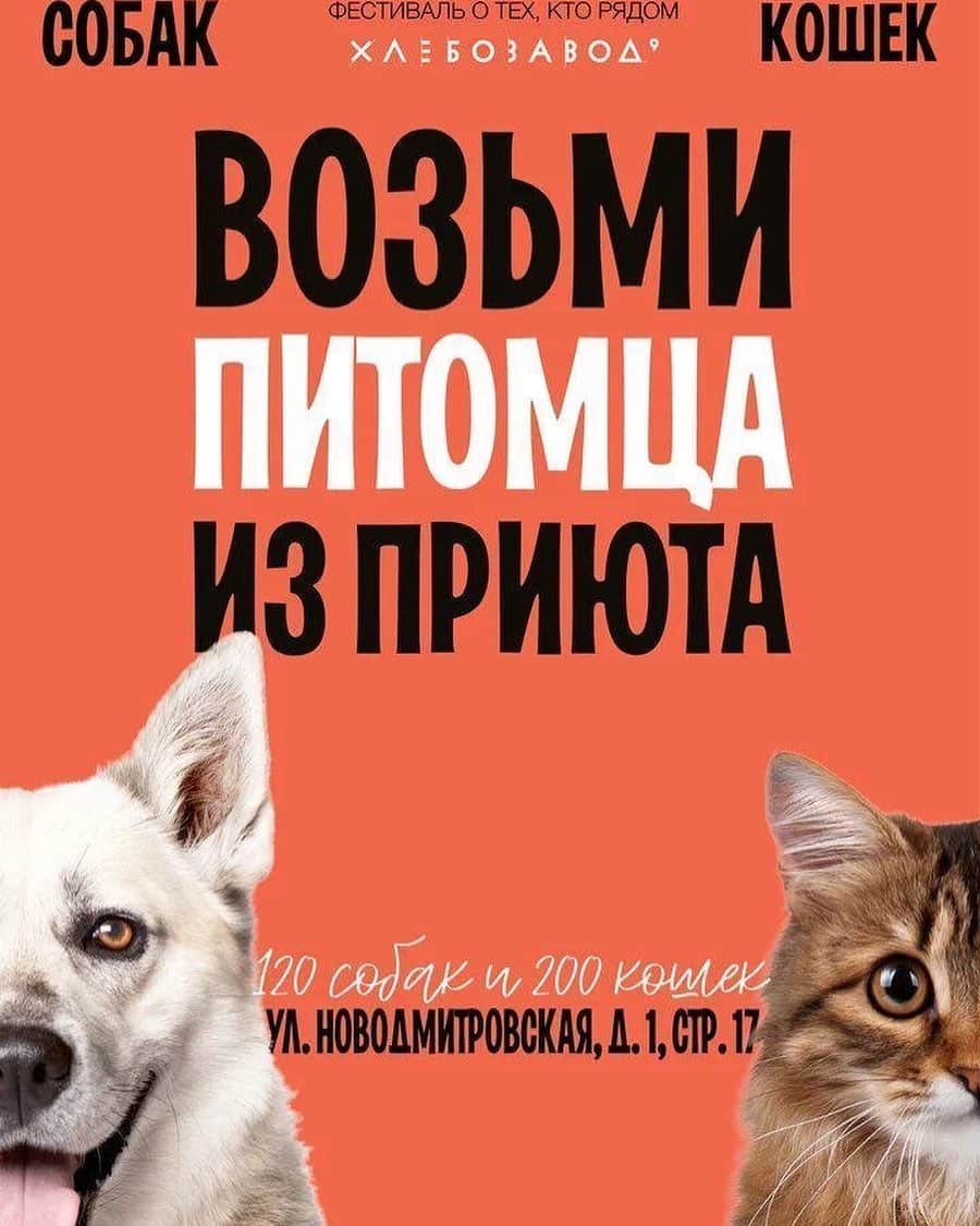 アレクセイ・ヤグディンさんのインスタグラム写真 - (アレクセイ・ヤグディンInstagram)「16 и 17 ноября в Москве в 7-ой раз пройдёт самое доброе мероприятие – фестиваль приютских животных WOOF! @woof_fest ♥ ⠀ Фестиваль помогает собакам и кошкам из приютов найти дом, а также обращает внимание на проблему бездомных животных в Москве и области🐾 Однажды попав на WOOF, вы больше не сможете оставаться равнодушным и поймете, что творить добро действительно просто. На предстоящем фестивале вас будут ждать 120 собак (16 ноября) и более 200 кошек (17 ноября). Для того, чтобы каждый из них обрел семью, нужно совсем немного — паспорт, чувство ответственности и любящее сердце. Вы просто приходите и забираете друга прямо с фестиваля. Не волшебство ли — подарить хвосту теплый дом вместо холодного вольера или клетки?! ⠀ Все животные здоровы, привиты, стерилизованы и полностью готовы стать домашними. ⠀ Если же у вас нет возможности подарить собаке или кошке дом, то вы все равно можете помочь животным, принеся пакет корма, баночку консервов или медикаменты🎁  Давайте вместе идти в связке хороших дел и доказывать, что делать добро действительно просто! ⠀ 🐶 16 ноября — собаки 🐈 17 ноября — кошки ⠀ Москва, пространство Хлебозавод №9 (ул. Новодмитровская, д. 1, стр. 17) ВХОД СВОБОДНЫЙ! 0+ WOOF-FEST.RU #WOOFFEST7 #WOOFFEST」11月15日 1時13分 - alexei.yagudin