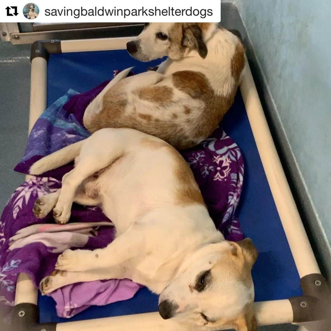 アリソン・ピルさんのインスタグラム写真 - (アリソン・ピルInstagram)「Check out these amazing beauties. Do you need some amazing doggo company??? @savingbaldwinparkshelterdogs with @get_repost ・・・ #A5333717 🐾BUSTER🐾 2 yrs  #A5333720 🐾MAX🐾 6yrs 💔Sad Bonded Pair owner surrenders on 11-9💔. . 💜Please share the main post and/or comment on the main post, (not just the pic or video only), so the info on the dog gets shared also.💜 🐶For updates info please call🐶 626-962-3577 and push 5,2,2 and have ID number ready.  Baldwin Park Animal Care Center  4275 N. Elton Street Baldwin Park, California 91706  Mon thru Thurs: 12-7 pm Fri thru Sun: 10-5pm animalcare.lacounty.gov 🐾Saving Baldwin Park Shelter Dogs is dedicated to help network and save the animals at Baldwin Park Animal Care Center in Baldwin Park, CA. This page is not affiliated with the shelter or any other organization.🐾 #rescuedog #dogsofinstagram #adoptdontshop #rescuedogsofinstagram #dog #dogs #puppy #dogstagram #instadog #rescue #muttsofinstagram #puppiesofinstagram #dogoftheday #doggo  #explore #love #savingbaldwinparkshelterdogs #doglover #dogsofig #dogsofinsta #ilovemydog  #petsofinstagram #puppies #doglife #rescuedogs #dogmom #savealife #foster」11月15日 1時38分 - msalisonpill