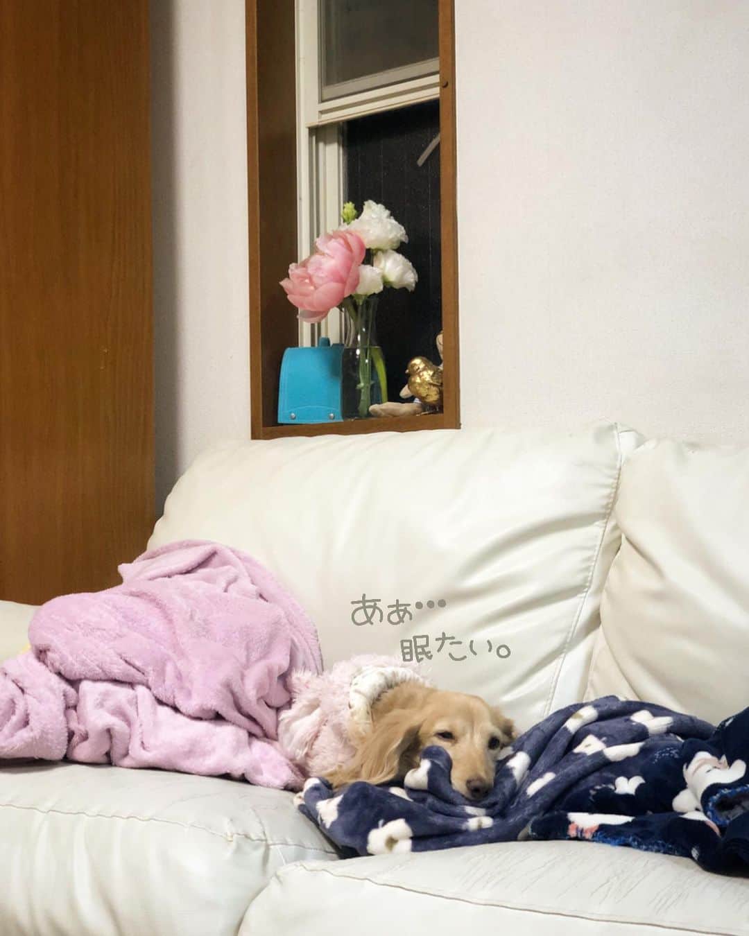 のインスタグラム：「おやすなさい(-_-)zzz いい夢みろよ🐶💕 #goodnight 🌙  #寝顔は天使 ❤️ #初老ライフ#親父の日常 🐶 #Mダックス#ダックス#ミニチュアダックス #親父犬#シニア犬#ミニチュアダックスフンド #ミニチュアダックスクリーム#短足部 #短足犬#カニンヘンダックス #ダックス13歳#カニンヘンダックスフンド#犬は家族#犬のいる生活#インスタでわんこみるのが日課 ♡♡」