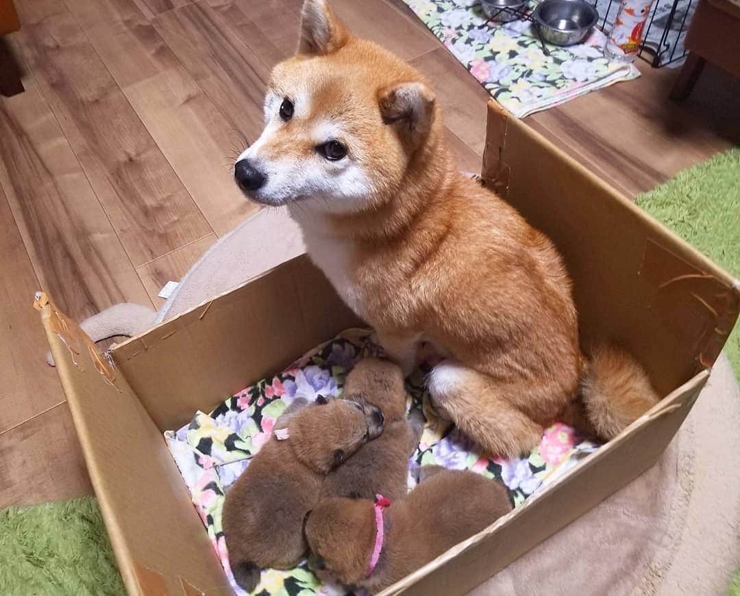 柴犬たま Shibainu Tamaさんのインスタグラム写真 - (柴犬たま Shibainu TamaInstagram)「生後18日、すくすくと成長し体重も生まれた時の3倍以上に‼久しぶりに最初の寝床に入れてみたらギュウギュウ💦2週間前の写真と比べたらその差は一目瞭然ですね🤪💥もうミケママ寝れないよ〜😂😂 * Caption trans🇬🇧 Babies grow up and their weight is more than three times that of their birth‼ I put them in the bed I was using before.  Compared with pic two weeks ago, you can see the difference in size well🤪💥 Meekeh can't sleep in this bed😂😂 * #たま家族 #柴犬ミケ #ミケママ #ミケbaby #柴犬コイ #柴犬トロ #柴犬ウニ #おしゅし兄弟 #新米ママ #育児中 #生後18日目 #成長記録 #ふわもこ #かなりひし形 #柴犬 #shiba #shibainu #shibastagram #犬 #dog #柴犬赤ちゃん #shibababy #shibainubaby #baby #多頭飼い」11月15日 13時42分 - tama7653