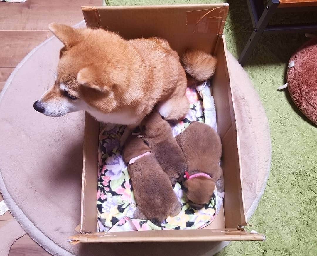柴犬たま Shibainu Tamaさんのインスタグラム写真 - (柴犬たま Shibainu TamaInstagram)「生後18日、すくすくと成長し体重も生まれた時の3倍以上に‼久しぶりに最初の寝床に入れてみたらギュウギュウ💦2週間前の写真と比べたらその差は一目瞭然ですね🤪💥もうミケママ寝れないよ〜😂😂 * Caption trans🇬🇧 Babies grow up and their weight is more than three times that of their birth‼ I put them in the bed I was using before.  Compared with pic two weeks ago, you can see the difference in size well🤪💥 Meekeh can't sleep in this bed😂😂 * #たま家族 #柴犬ミケ #ミケママ #ミケbaby #柴犬コイ #柴犬トロ #柴犬ウニ #おしゅし兄弟 #新米ママ #育児中 #生後18日目 #成長記録 #ふわもこ #かなりひし形 #柴犬 #shiba #shibainu #shibastagram #犬 #dog #柴犬赤ちゃん #shibababy #shibainubaby #baby #多頭飼い」11月15日 13時42分 - tama7653