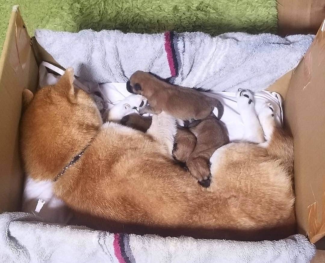 柴犬たま Shibainu Tamaさんのインスタグラム写真 - (柴犬たま Shibainu TamaInstagram)「生後18日、すくすくと成長し体重も生まれた時の3倍以上に‼久しぶりに最初の寝床に入れてみたらギュウギュウ💦2週間前の写真と比べたらその差は一目瞭然ですね🤪💥もうミケママ寝れないよ〜😂😂 * Caption trans🇬🇧 Babies grow up and their weight is more than three times that of their birth‼ I put them in the bed I was using before.  Compared with pic two weeks ago, you can see the difference in size well🤪💥 Meekeh can't sleep in this bed😂😂 * #たま家族 #柴犬ミケ #ミケママ #ミケbaby #柴犬コイ #柴犬トロ #柴犬ウニ #おしゅし兄弟 #新米ママ #育児中 #生後18日目 #成長記録 #ふわもこ #かなりひし形 #柴犬 #shiba #shibainu #shibastagram #犬 #dog #柴犬赤ちゃん #shibababy #shibainubaby #baby #多頭飼い」11月15日 13時42分 - tama7653