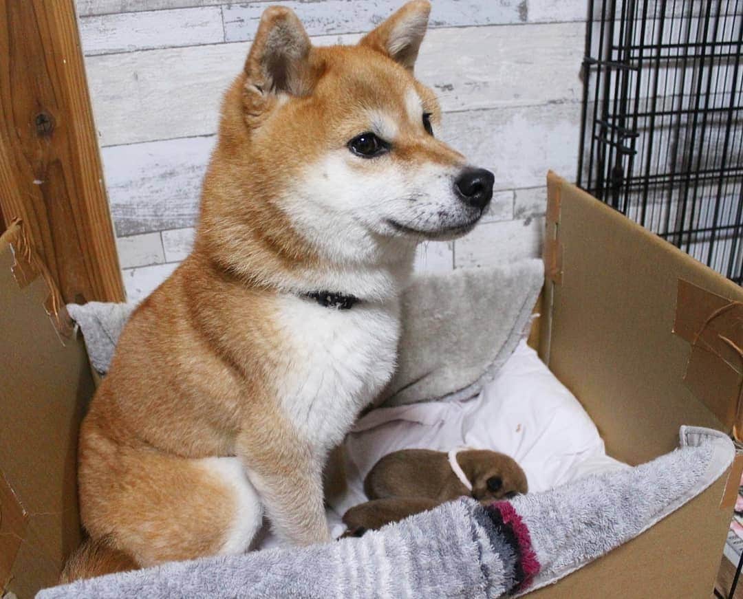 柴犬たま Shibainu Tamaさんのインスタグラム写真 - (柴犬たま Shibainu TamaInstagram)「生後18日、すくすくと成長し体重も生まれた時の3倍以上に‼久しぶりに最初の寝床に入れてみたらギュウギュウ💦2週間前の写真と比べたらその差は一目瞭然ですね🤪💥もうミケママ寝れないよ〜😂😂 * Caption trans🇬🇧 Babies grow up and their weight is more than three times that of their birth‼ I put them in the bed I was using before.  Compared with pic two weeks ago, you can see the difference in size well🤪💥 Meekeh can't sleep in this bed😂😂 * #たま家族 #柴犬ミケ #ミケママ #ミケbaby #柴犬コイ #柴犬トロ #柴犬ウニ #おしゅし兄弟 #新米ママ #育児中 #生後18日目 #成長記録 #ふわもこ #かなりひし形 #柴犬 #shiba #shibainu #shibastagram #犬 #dog #柴犬赤ちゃん #shibababy #shibainubaby #baby #多頭飼い」11月15日 13時42分 - tama7653
