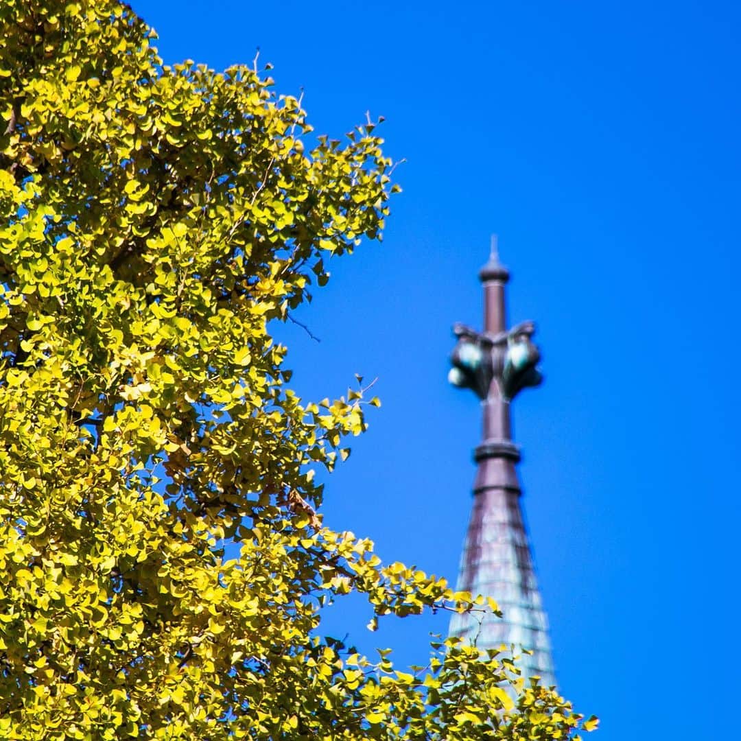 Meiji Gakuin/明治学院大学/明学さんのインスタグラム写真 - (Meiji Gakuin/明治学院大学/明学Instagram)「今年の紅葉は遅めのようですが、白金キャンパスの銀杏もやっと鮮やかに色づきました。  #紅葉 #銀杏 #いちょう #チャペル #尖塔 #秋  #大学 #明学 #明治学院大学 #白金 #autumnleaves #autumn  #chapel #steeple #meijigakuin #university #japanuniversity #tokyo #japan #camera #instagood #instalike」11月15日 14時25分 - mguniv