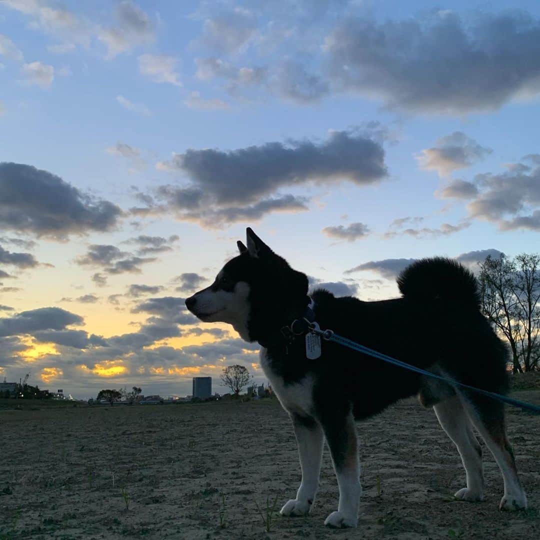 のインスタグラム：「朝んぽ🐾 #kuroshiba #blackshiba #shibainu #shibastagram #instadog #dogstagram #柴犬 #黒柴 #黑柴 #日本犬 #和犬 #シニア犬 #癒し犬 #いぬら部 #ふわもこ部 #柴犬部 #モフモフ生命体 #柴犬のいる暮らし #わんこのいる暮らし #わんこのいる生活 #わんこと一緒 #わんダフォ #わんだふるjapan #朝んぽ」