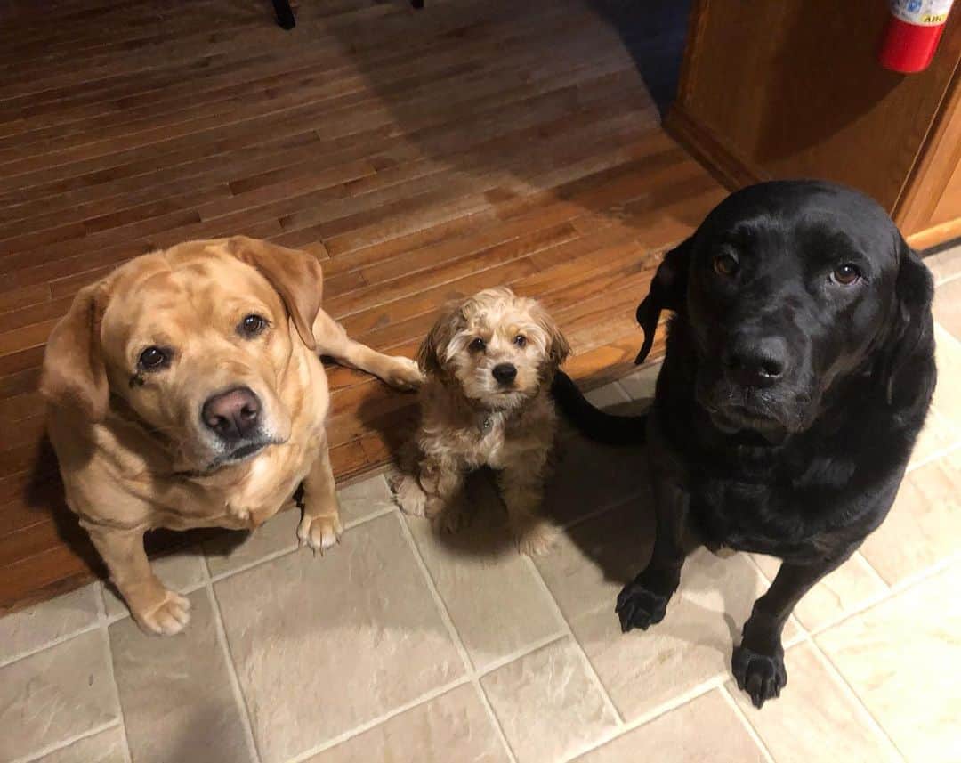 Jake And Gingerのインスタグラム