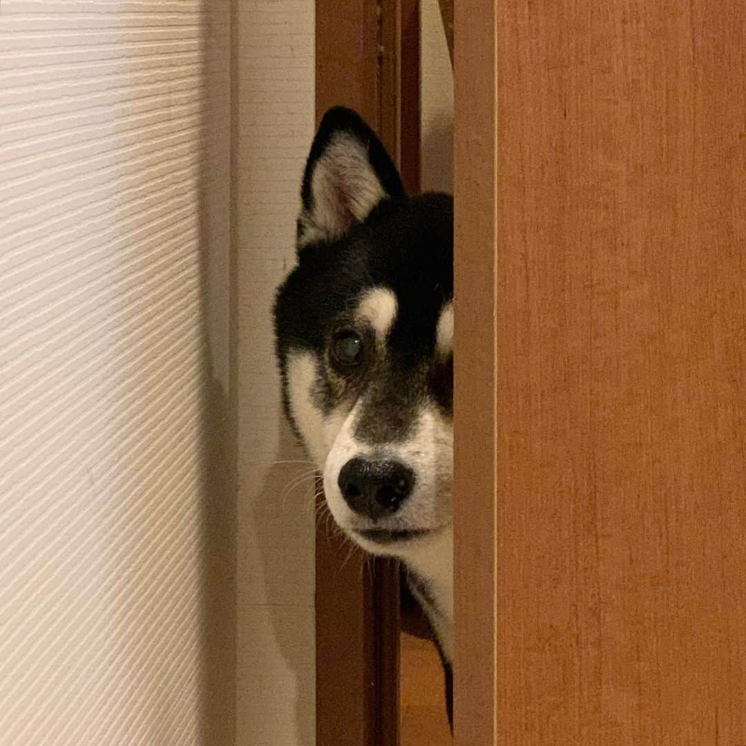 くろさんのインスタグラム写真 - (くろInstagram)「覗き見豆👀 #覗き見犬 #犬かわいい #豆も気になるぅ #kuroshiba #blackshiba #shibainu #shibastagram #instadog #dogstagram #柴犬 #黒柴 #黑柴 #日本犬 #和犬 #シニア犬 #癒し犬 #いぬら部 #ふわもこ部 #柴犬部 #モフモフ生命体 #柴犬のいる暮らし #わんこのいる暮らし #わんこのいる生活 #わんこと一緒 #わんダフォ #わんだふるJapan」11月15日 6時59分 - m6bmw