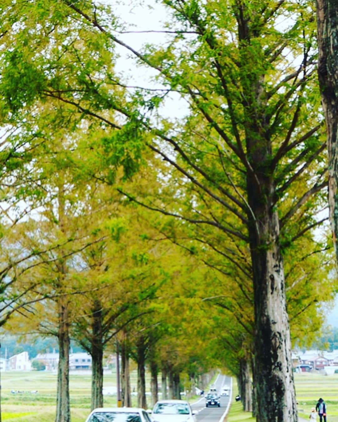 土屋香織さんのインスタグラム写真 - (土屋香織Instagram)「✈︎. マキノ高原の メタセコイア並木🌲🌲 . 本当は親戚の家をまわるために車借りて彦根城🏯の方へ時計回りするつもりしてた2人🚘 私のわがまま発動で琵琶湖を逆回りさせてしまいました🙏🏻笑 なんて優しい🙏🏻✨いつも優しい ⸜(๑⃙⃘'ᵕ'๑⃙⃘)⸝⋆︎* . ずっと見てみたかった マキノ高原のメタセコイア並木🌲🌲 車停めてパシャパシャ写真撮ってたのは実は手前で笑 メインはもうちょい奥だったっていうオチ😂 Jazzyな選曲が素敵だったので動画は音アリで お送りします♪ 紅葉がはじまっててきれいだったなぁ🍁 . . . #ペナン日本人学校 #同窓会 #2人のうんちくいつも聞いてた #牧野と宮野の奇跡 #滋賀観光 #メタセコイア並木 #メタセコイア #metasequoia #retrip_shiga #retrip_滋賀 #タビジョ #genic_pt #joytb #otonatabi_japan #jtbで旅したい #stayway女子旅  #並木道 #滋賀旅行 #instagramjapan #滋賀 #滋賀旅 #紅葉スポット #exploringtheglobe #aroundtheworld #ファインダー越しの私の世界 #tokyocameraclub #genic_mag #retrip_nippon #ハレコレ #genic_japan」11月15日 7時40分 - kaorintsuchiya