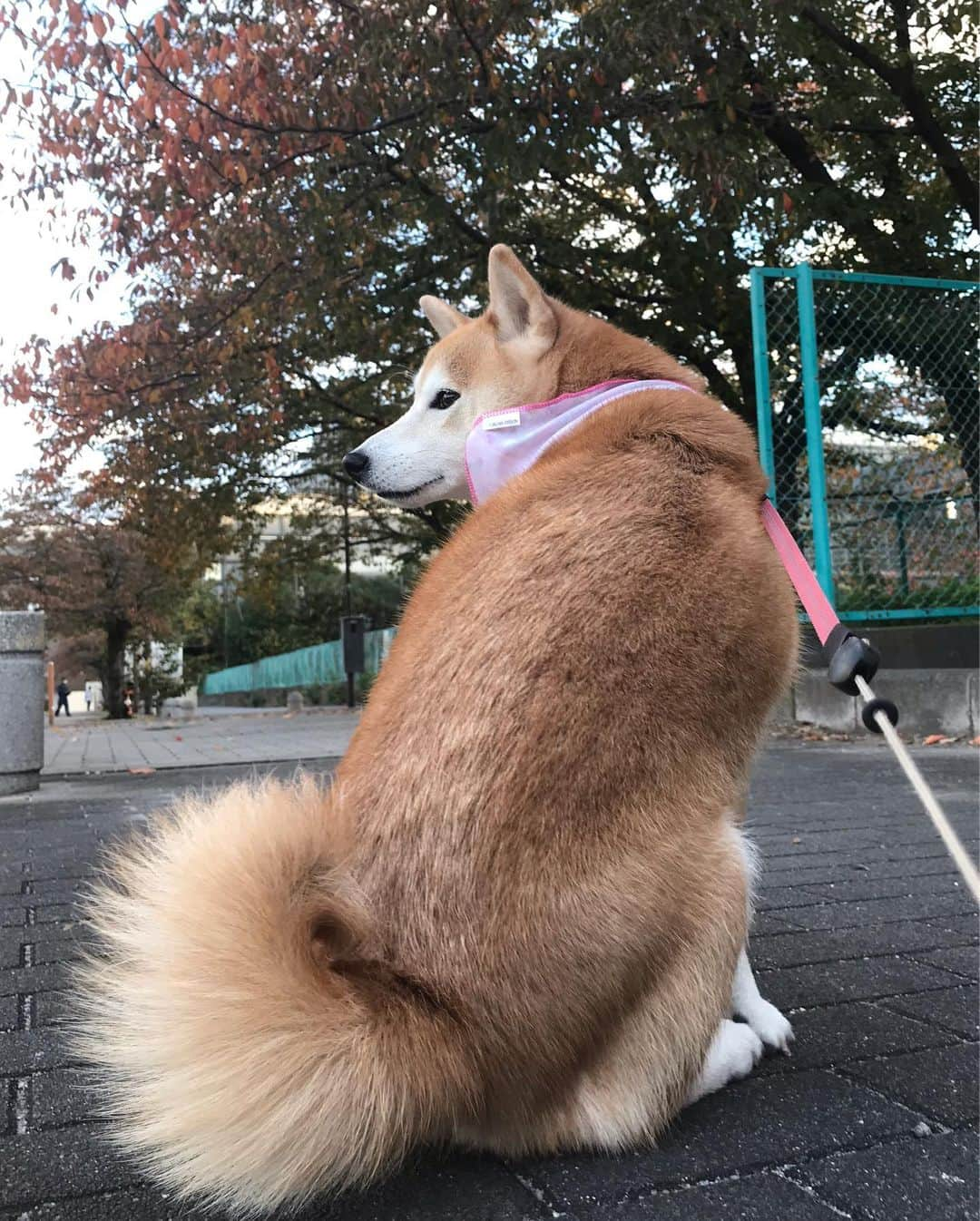 柴犬のモモさんのインスタグラム写真 - (柴犬のモモInstagram)「おはようございます。紅葉と一緒に撮りたかったんですが、上手くいきませんでしたので、もふもふの尻尾をご堪能ください #いぬ #イヌ #犬 #柴犬 #赤柴 #日本犬 #犬バカ部 #ふわもこ部 #いぬら部 #癒しわんこ #柴犬マニア #犬のいる暮らし #口角キュキュッと部 #shiba #shibainu #shibadog #dogstagram #dogsofinstagram #shibastagram #shibasofinstagram #shibamania #inu #instadog #toyota_dog」11月15日 7時52分 - shi_ba_i_nu_momo