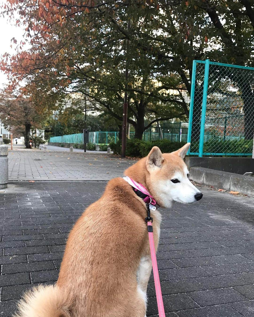 柴犬のモモさんのインスタグラム写真 - (柴犬のモモInstagram)「おはようございます。紅葉と一緒に撮りたかったんですが、上手くいきませんでしたので、もふもふの尻尾をご堪能ください #いぬ #イヌ #犬 #柴犬 #赤柴 #日本犬 #犬バカ部 #ふわもこ部 #いぬら部 #癒しわんこ #柴犬マニア #犬のいる暮らし #口角キュキュッと部 #shiba #shibainu #shibadog #dogstagram #dogsofinstagram #shibastagram #shibasofinstagram #shibamania #inu #instadog #toyota_dog」11月15日 7時52分 - shi_ba_i_nu_momo