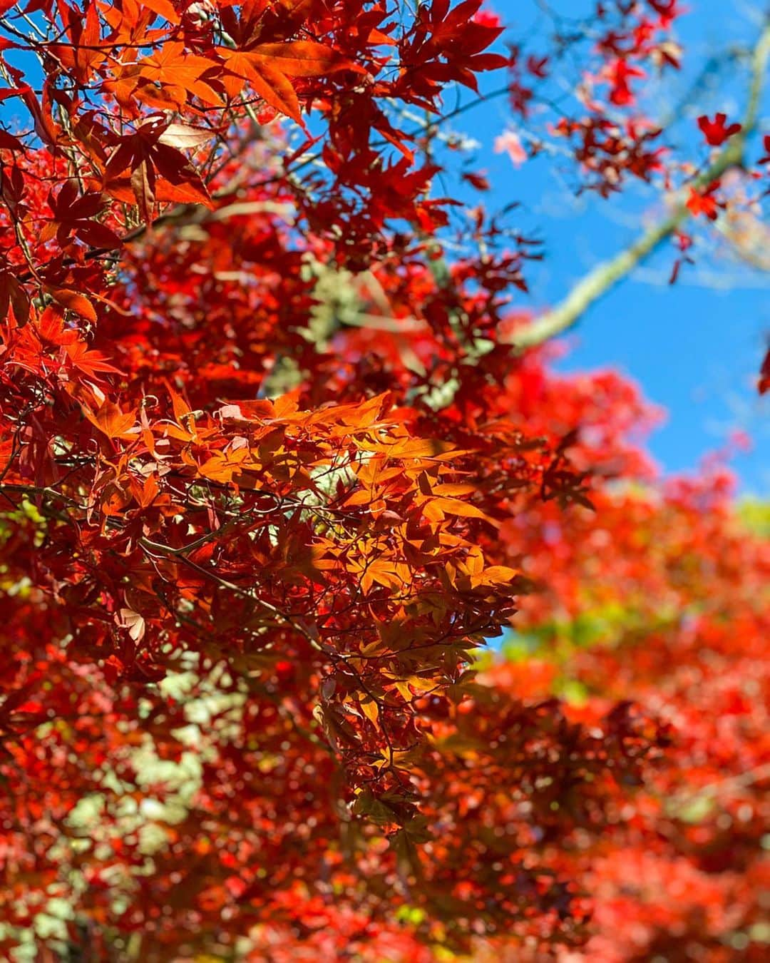 AYAMEさんのインスタグラム写真 - (AYAMEInstagram)「#bff#orange#redleaves#redleavesofautumn#autumnleaves#autumn#japan#tmins#fashionnovababe#ootd#twins#bff#bestfriends#fall#fallfashion #新倉山浅間公園#河口湖#山梨#紅葉#단풍#margusha#オトナ女子」11月15日 7時52分 - l.ayame