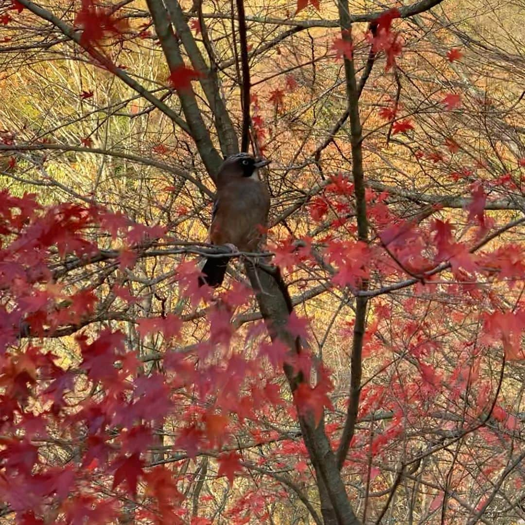 橋本志穂さんのインスタグラム写真 - (橋本志穂Instagram)「早朝からカタカタカタカタ 何だろうと 窓をソ〜っと開けたら。。 目の前の紅葉に降りてきたこの子  キツツキかしら  去り際のギャーって声は可愛くないけど、 姿はとても美しかった〜。 数秒、見つめ合いました。 冷え込むけど 心は楽しく、あったかい気分です」11月15日 8時08分 - shihohashimoto3