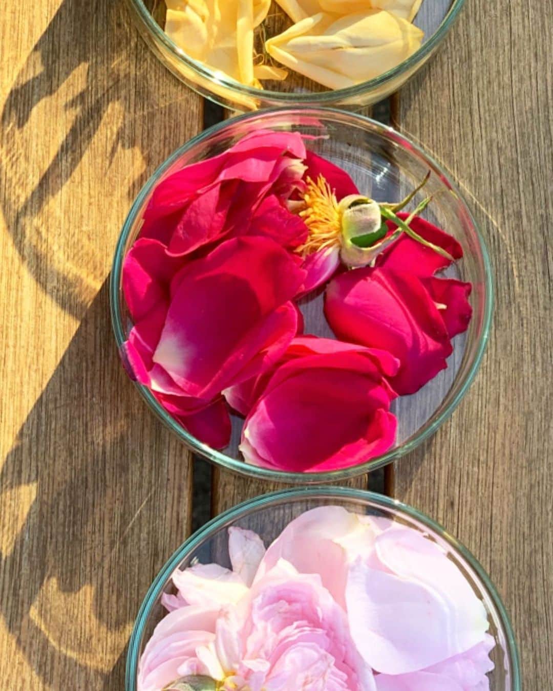 池田莉子さんのインスタグラム写真 - (池田莉子Instagram)「薔薇庭園で香り比べ🥀﻿ ﻿ ﻿ 薄いピンクのフルーティーの香りが一番好きでした✨﻿ お花の中で薔薇が一番好き﻿ 昔からひまわりっぽいって言われるけどね😆😆🌻笑﻿ いろんな良い香りの薔薇に癒されました。﻿ ﻿ ﻿ #autumn #natural #rose ﻿ #薔薇 #薔薇の香り #フルーティー #薔薇庭園」11月15日 8時03分 - ricoikeda