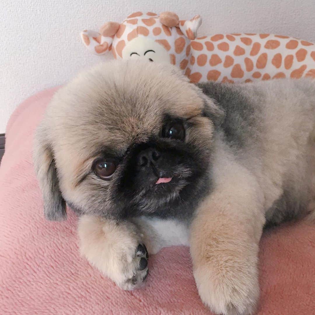 のインスタグラム：「#goodmorning  #トリミング  #haircut  #silverback ※ プチゴリラのいぶきです🦍 昨日、トリミング✂️行ったよ🐶 たまには、耳毛伸ばしたりなにか変化つけようかと思ったけど、やっぱりいつものカットに😅✂️ トリマーさん、いつもありがとうです🧡」