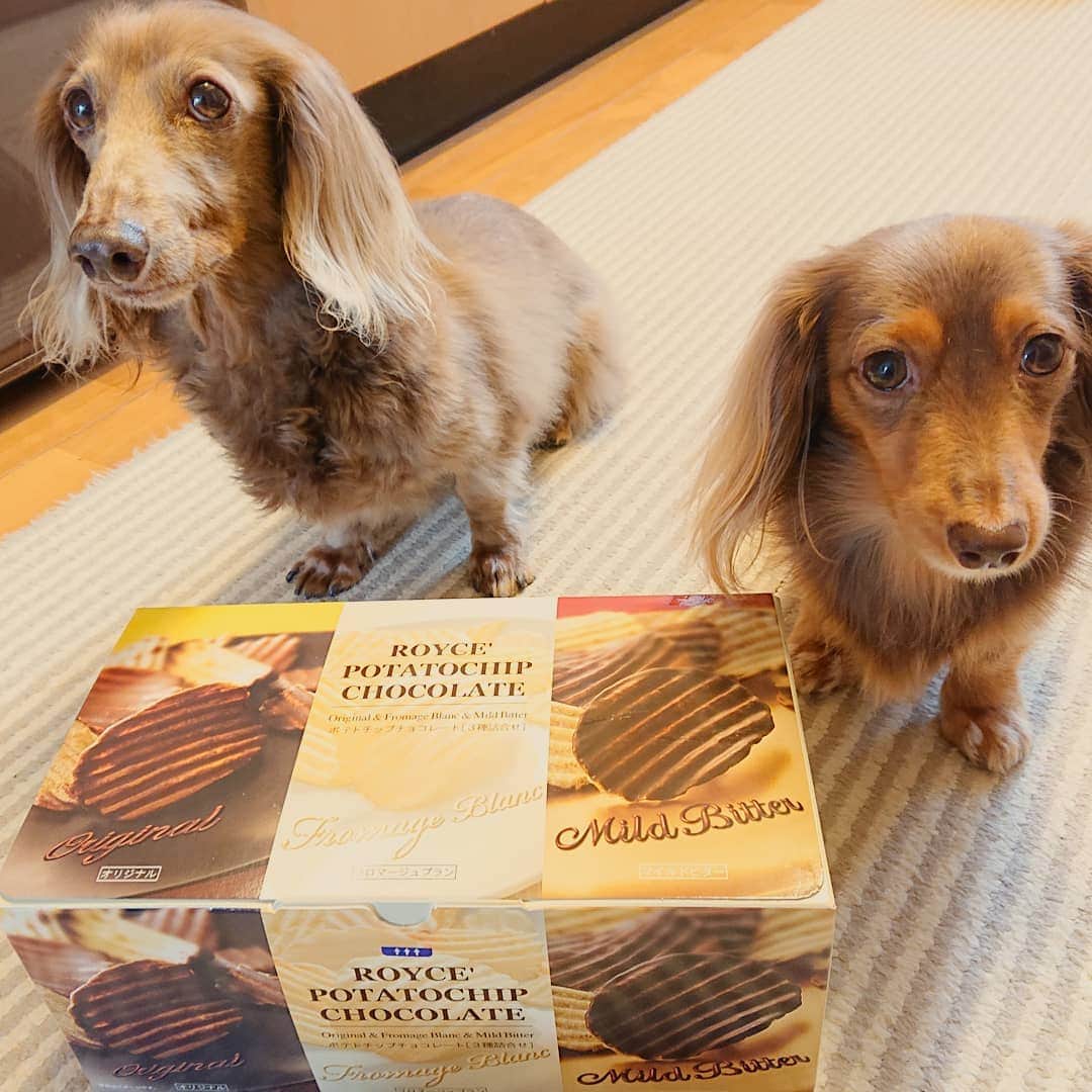 くるみんのインスタグラム：「＊ 仕事から帰ったら、嬉しいお届けものが🎁  私の大好きなROYCEのポテトチップチョコ💓 こむぎの親戚、大和くんのママさん  @hanayamatouta さんから頂きました  色々あって疲れた体に染み渡るわ～  #ミニチュアダックスフンド #ミニチュアダックスフント #ミニチュアダックス #イザベラタン #イザベラ #カニンヘンダックスフント #カニンヘン #カニンヘンダックス #カニンヘンダックスフンド #チョコタンダックス #チョコタン #ダックス多頭飼い #ダックスフント #ダックスフンドカニンヘン #ダックスフンド #ダックス #royce #ロイズ #ロイズポテトチップチョコレート  #わんこなしでは生きていけません会 #いぬばか部 #いぬすたぐらむ #短足部 #dachshundgram #dachshund #dogstagram #instadachs #instagramdog #todayswanko #7pets_1day」