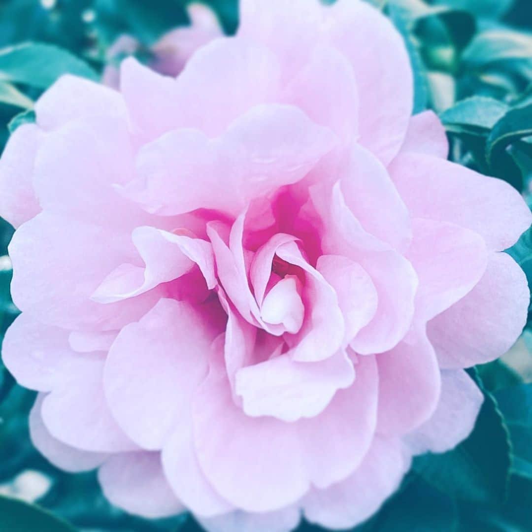 中野敬久さんのインスタグラム写真 - (中野敬久Instagram)「#flower #flowersoflife #pink #friday #inbetween」11月15日 9時06分 - hirohisanakano