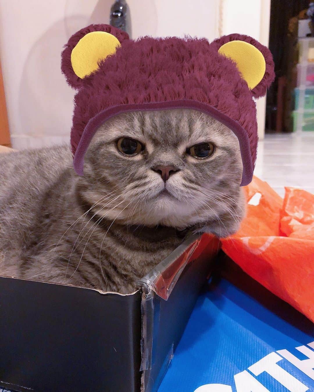 Pancakeのインスタグラム：「oh. bear in the house. 🤗🐻 #catkote #cats  #catstagram #catsoninstagram #catsofinstagram #sgcats #pets #petlovers #pancake #petstagram #instacats #instagramcats #munchkincats #neko #ねこ #マンチカン」
