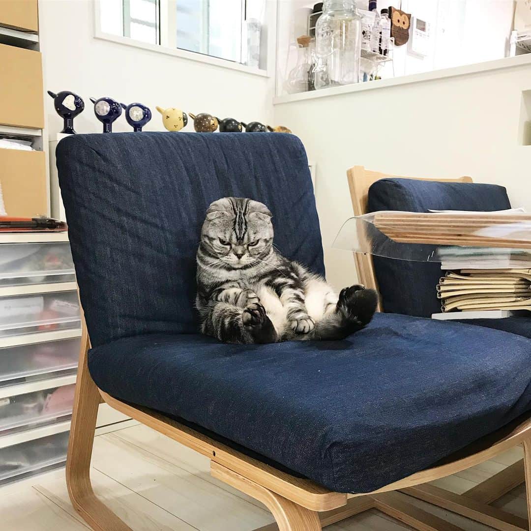 Shishi-maruのインスタグラム：「🐱今まる 🐱Now Shishi  ーーーーーーーーーーーーー 🌺「渋ネコ ししまるさん」ねこのきもちWEB MAGAZINE にて毎週土曜日エッセイの連載中 ーーーーーーーーーーー 📕「ぷっちねこ。」「3匹のちいさな猫を召喚できたなら」「ちいさな猫を召喚できたなら」徳間書店より単行本発売中 ーーーーーーーーーーー ⭐︎ねこ漫画→@tacos_cat 🌺Twitter →@taco_emonemon ーーーーーーーーーーー」
