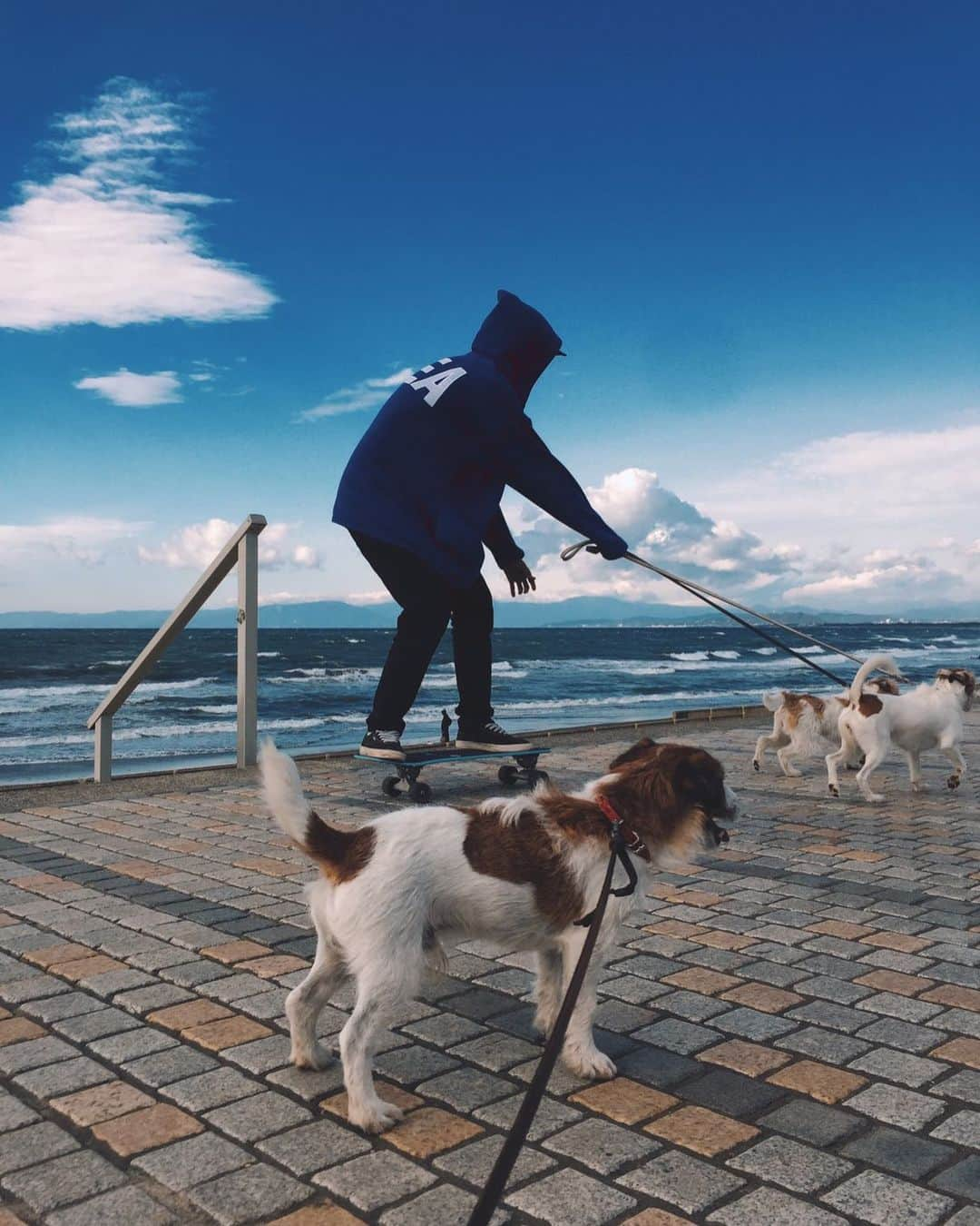 澁澤侑哉のインスタグラム：「Sea sea sea 🌊☀️🐕 . . . #dog #犬ぞり#散歩#海#ジャックラッセルテリア #windandsea #smallman #小人」