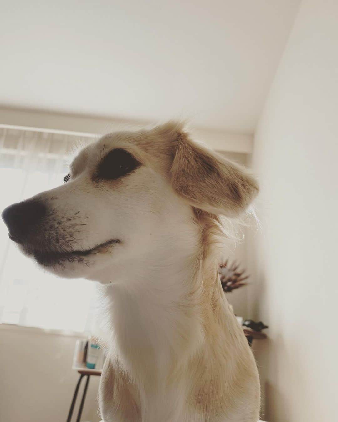 のインスタグラム：「おはよう☺︎はるさん ちなみにこのアングル  私のお腹に乗っていて下から撮ってます。 しれ〜っとしてるけど なかなか重いぞ あっ そろそろ年末のトリミング予約しなきゃ🐶 1年が早すぎてびびります😳 #愛犬 #はるさん🐶 #チワックス #mix犬 #家族 #love #family #ファルコン 風😂」