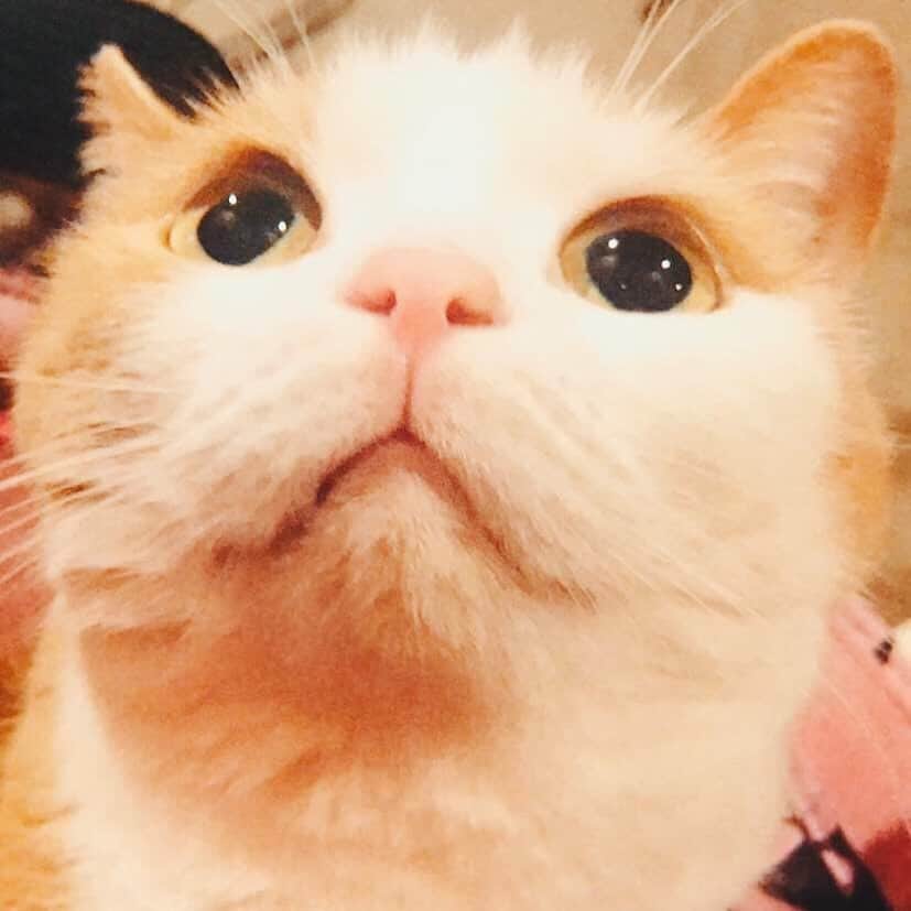 にゃんぞぬデシのインスタグラム