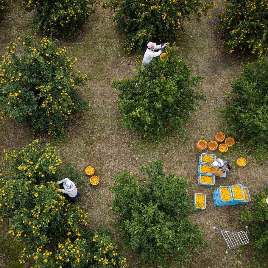 松山油脂さんのインスタグラム写真 - (松山油脂Instagram)「私たちが進めている「徳島プロジェクト」の本拠地である徳島県名東郡佐那河内村では、柚子の収穫が最盛期を迎え、農園は新鮮な香りに包まれています。  ウェブサイトにて、松山油脂と柚子との関わりを紹介しています。TOPのURLよりご覧ください。  #松山油脂 #matsuyama #柚子 #yuzu #ウオッシュアンドケア #washandcare #japan #madeinjapan #徳島 #佐那河内村」11月15日 11時02分 - matsuyama_official