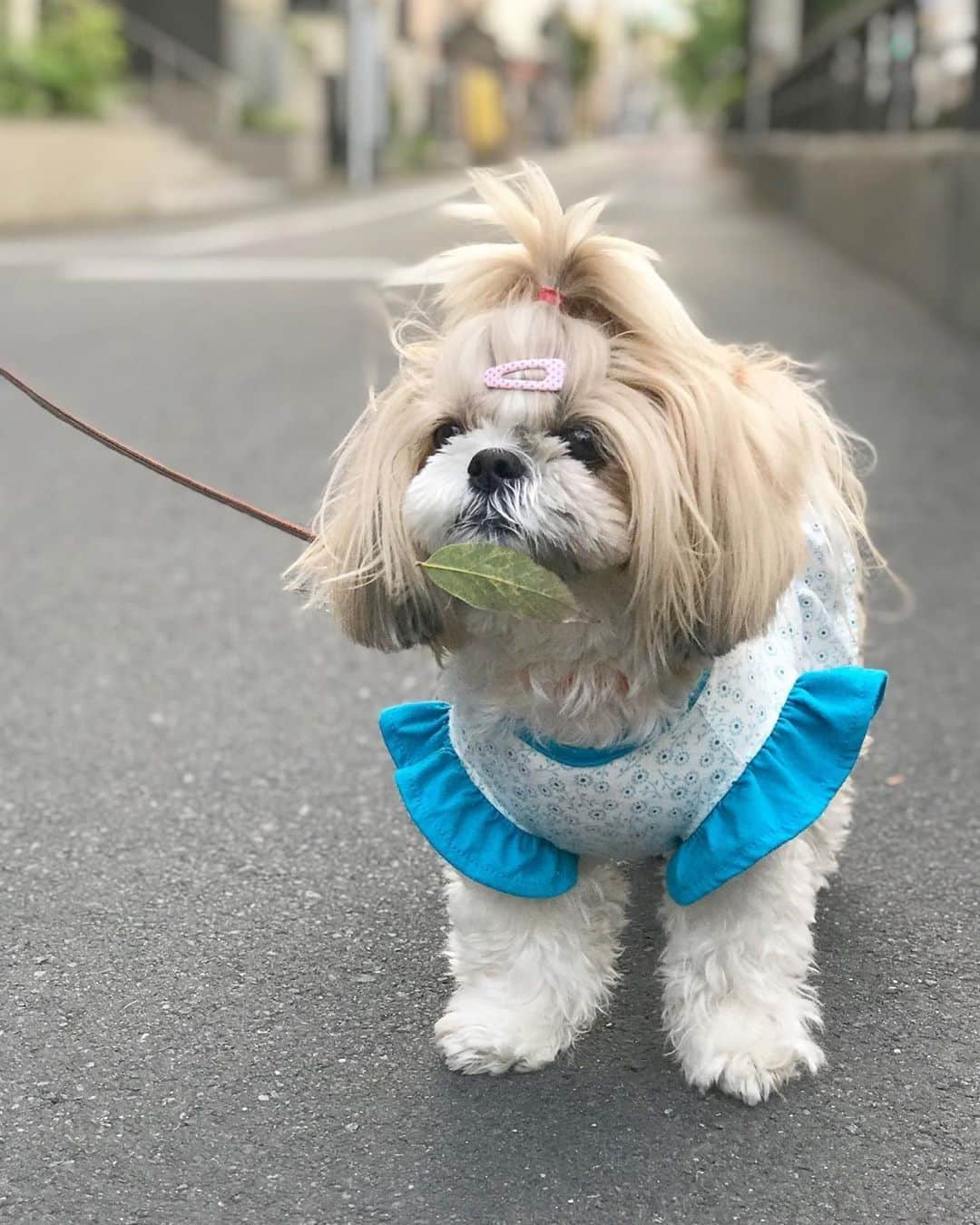 【公式】楽天ペット割さんのインスタグラム写真 - (【公式】楽天ペット割Instagram)「青の洋服にもお似合いでしょ^^ . photo: @ladymugiさま のインスタに素敵なお写真がいっぱい ありますので、遊びに行きましょ♪ . ------------------------------------------- . #rakutenpet でのかわいいペット投稿& @rakuten_petwari のタグ付けも引き続き募集しています😊 . . #シーズー #シーズー大好き部 #シーズー女の子 #エブリドッグ #ちょんまげシーズー」11月15日 12時00分 - rakuten_petwari