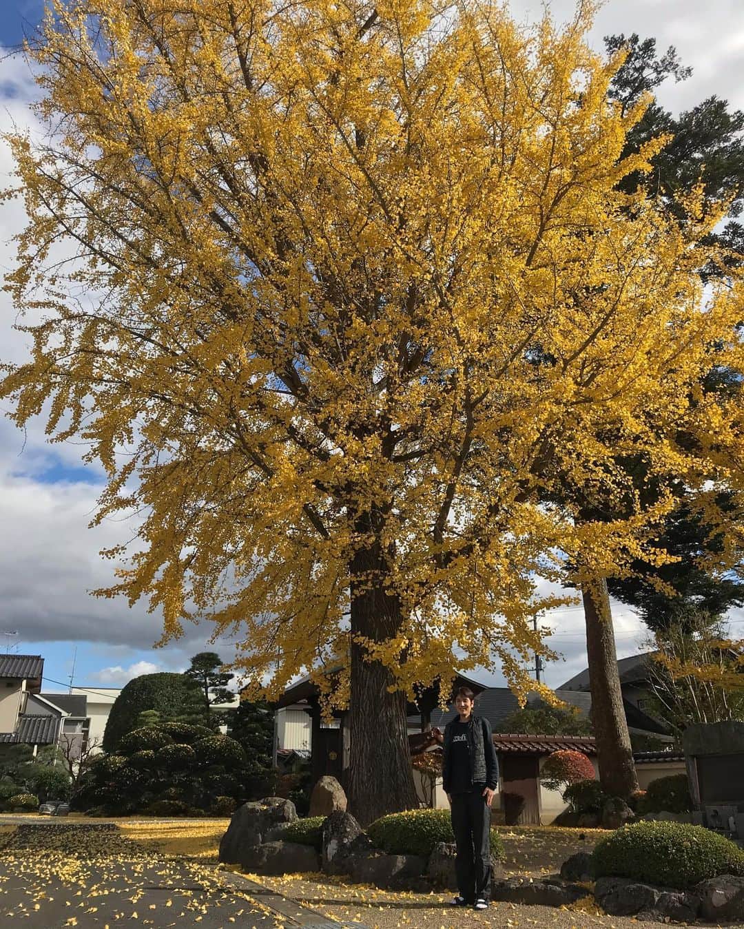 のインスタグラム：「立派な銀杏の木 #栗原の秋」