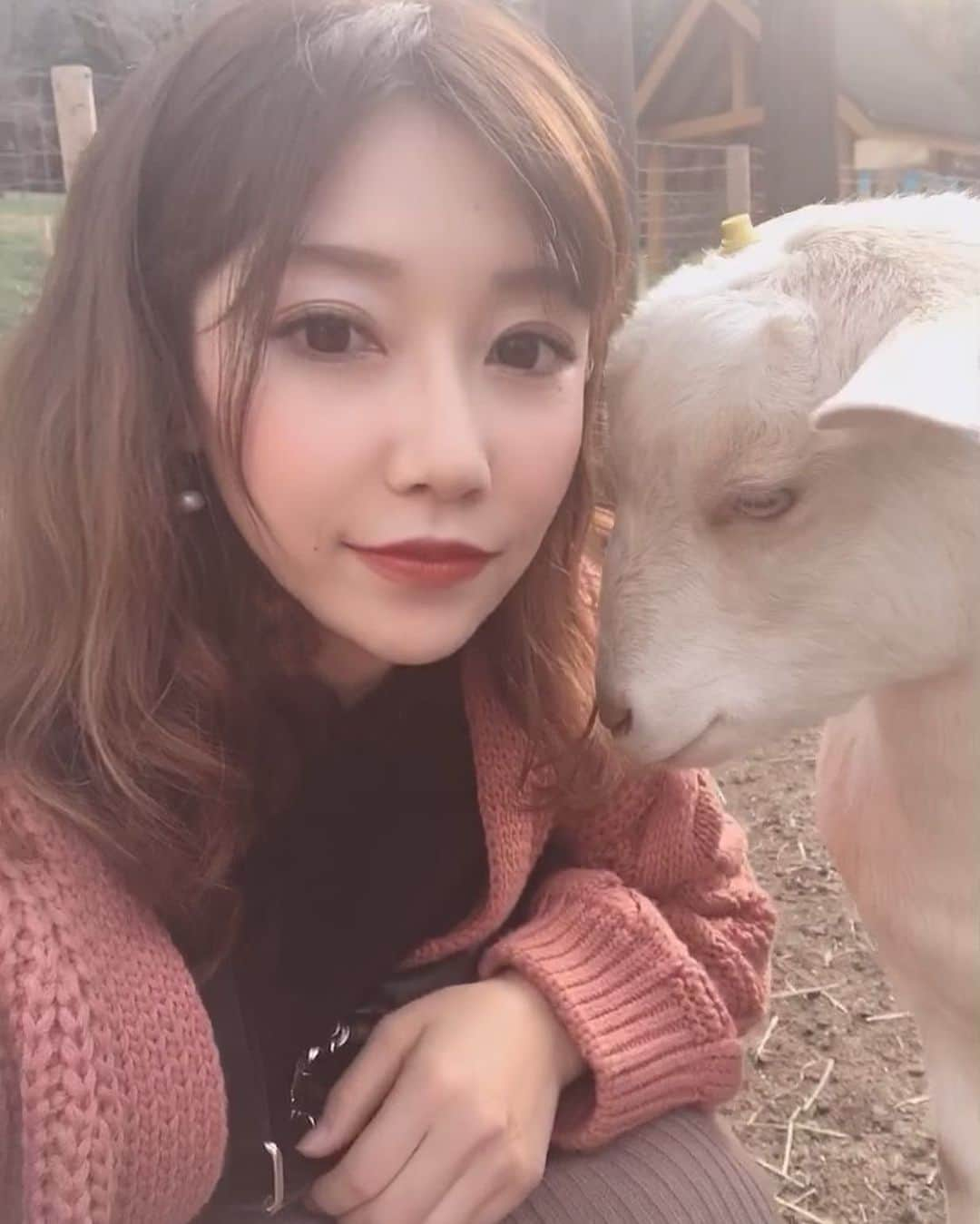 安藤志穂美さんのインスタグラム写真 - (安藤志穂美Instagram)「なぜか私にべったりなヤギ🐐 やたら私の肩に顎乗せたがるし、おでこを顔に付けてこようとする。 体温が温かかった！生きてるんだね☺️ たまらん、天使です👼  #goat #ヤギ #🐐 #animal #animalrights #vegan #vegetarian #山羊 #angel #動物虐待反対」11月15日 12時57分 - shiomi_ando