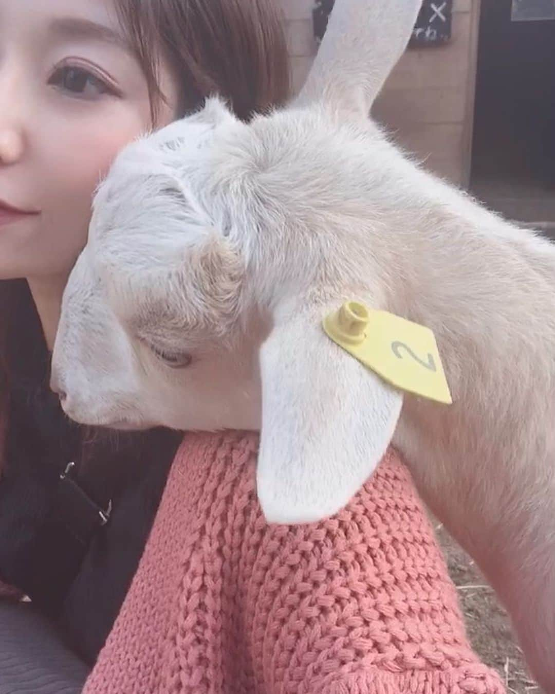 安藤志穂美さんのインスタグラム写真 - (安藤志穂美Instagram)「なぜか私にべったりなヤギ🐐 やたら私の肩に顎乗せたがるし、おでこを顔に付けてこようとする。 体温が温かかった！生きてるんだね☺️ たまらん、天使です👼  #goat #ヤギ #🐐 #animal #animalrights #vegan #vegetarian #山羊 #angel #動物虐待反対」11月15日 12時57分 - shiomi_ando