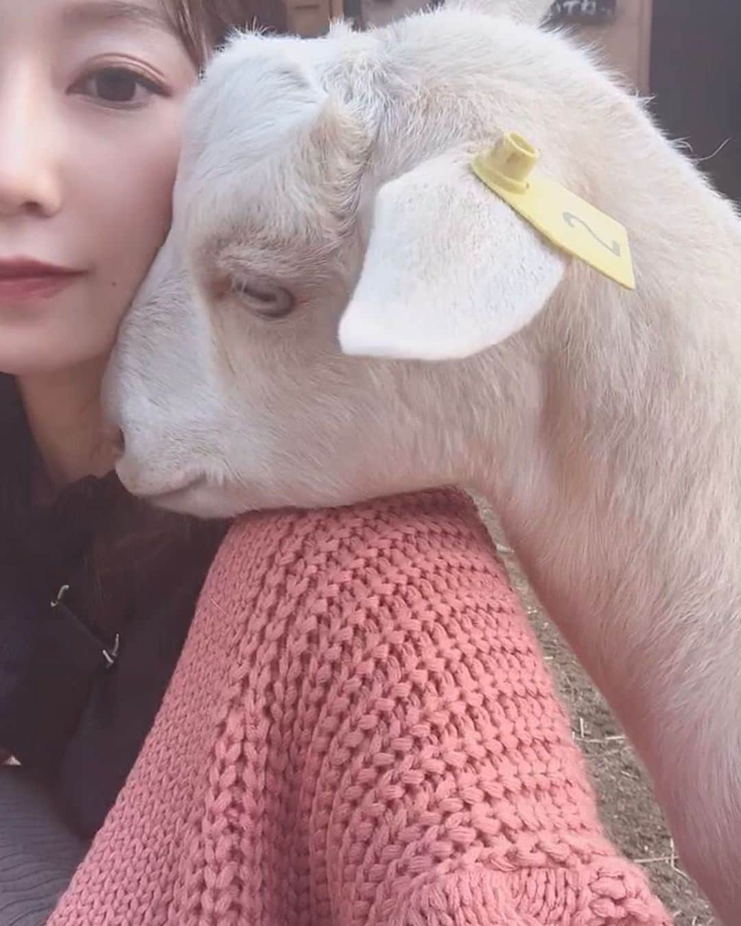 安藤志穂美さんのインスタグラム写真 - (安藤志穂美Instagram)「なぜか私にべったりなヤギ🐐 やたら私の肩に顎乗せたがるし、おでこを顔に付けてこようとする。 体温が温かかった！生きてるんだね☺️ たまらん、天使です👼  #goat #ヤギ #🐐 #animal #animalrights #vegan #vegetarian #山羊 #angel #動物虐待反対」11月15日 12時57分 - shiomi_ando