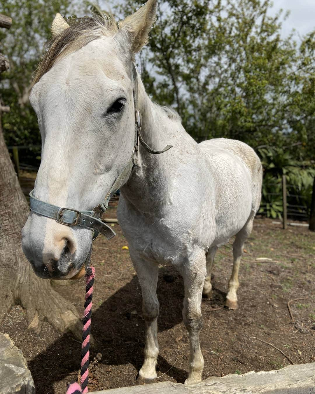 世田谷ベースさんのインスタグラム写真 - (世田谷ベースInstagram)「🏇 #乗馬#horses#lovehorses#horsesworld#horse#horsesofig#horsesforlife#horsestuff#equine#dreamhorse#besthorssver#horseaddict#myihorse#総務雄一郎#総務雄一郎ランド#newzealand#nzmustdo#destinatonnz#purenwezealand#newzealandfinds#capturenz#purenz#northisland#southisland#nz#photos#lovetaupo#lovenewzealand#packpedal＃」11月15日 12時58分 - soumu_yuichiro