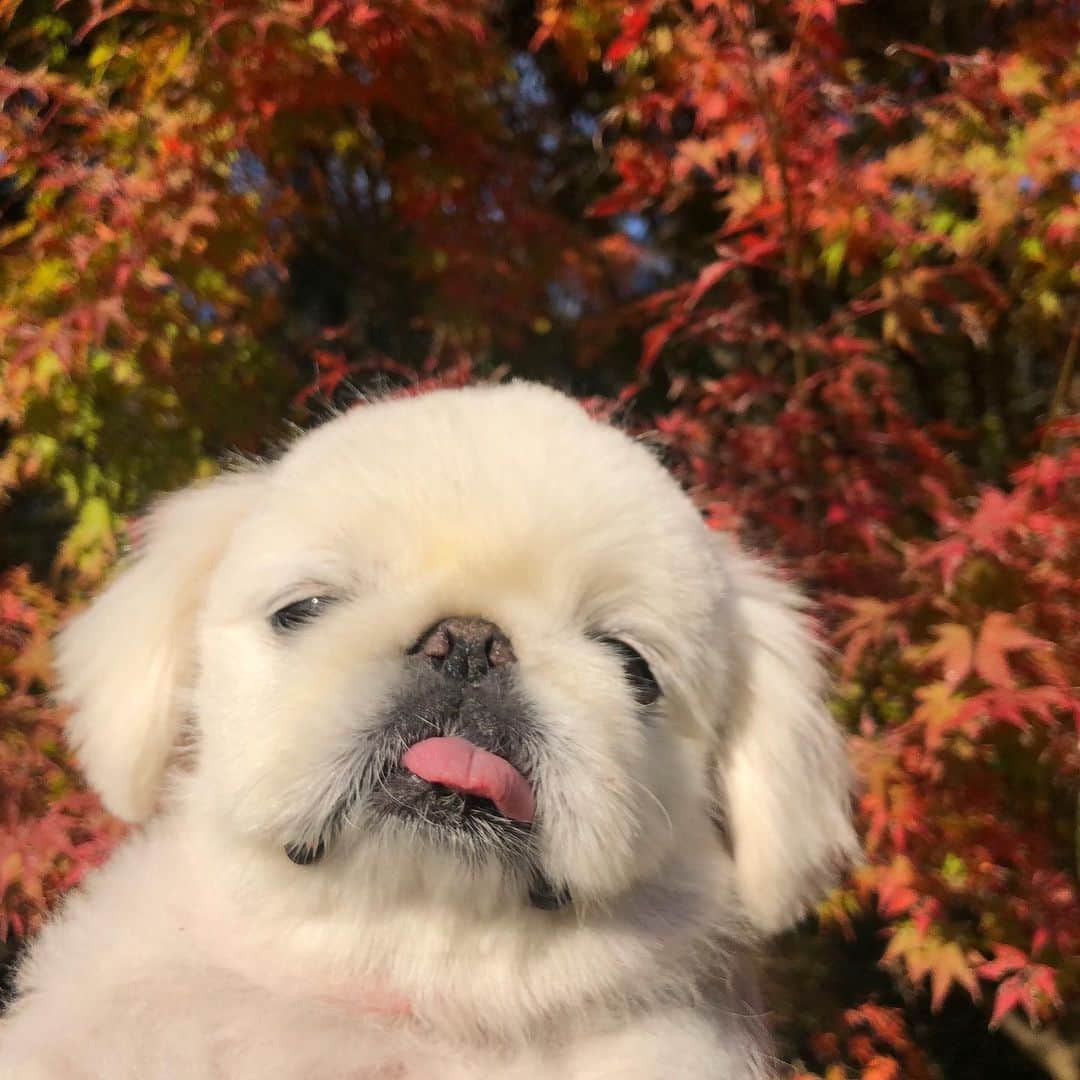 こなつのインスタグラム：「🔸🔶🍁もみじとこなつ🍁🔸🔶」
