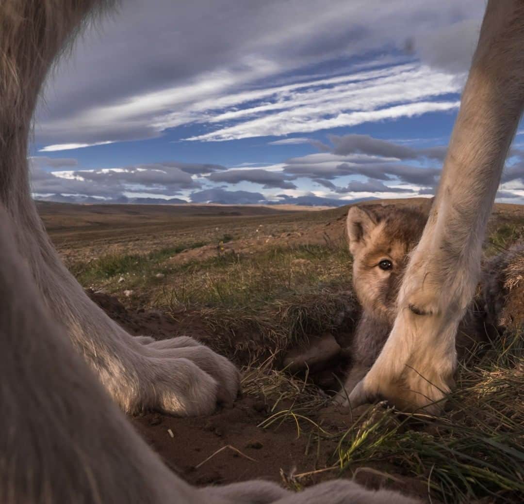 のインスタグラム：「Photo by @ronan_donovan | A six-week-old wild arctic wolf pup peeks at a motion-triggered camera from behind her father’s leg, on the remote Canadian island known in the Inuktitut language as Umingmak Nuna, meaning "land of musk oxen.” In just a few weeks, this young pup will outgrow den life and start to follow the adults into the unknown. She will begin to learn about her vast home range and the sights and smells that will become her life for years to come. She will learn from her parents how to survive in this harsh environment, and eventually how to hunt the mighty musk oxen. To see more images of arctic wolves visit @ronan_donovan」