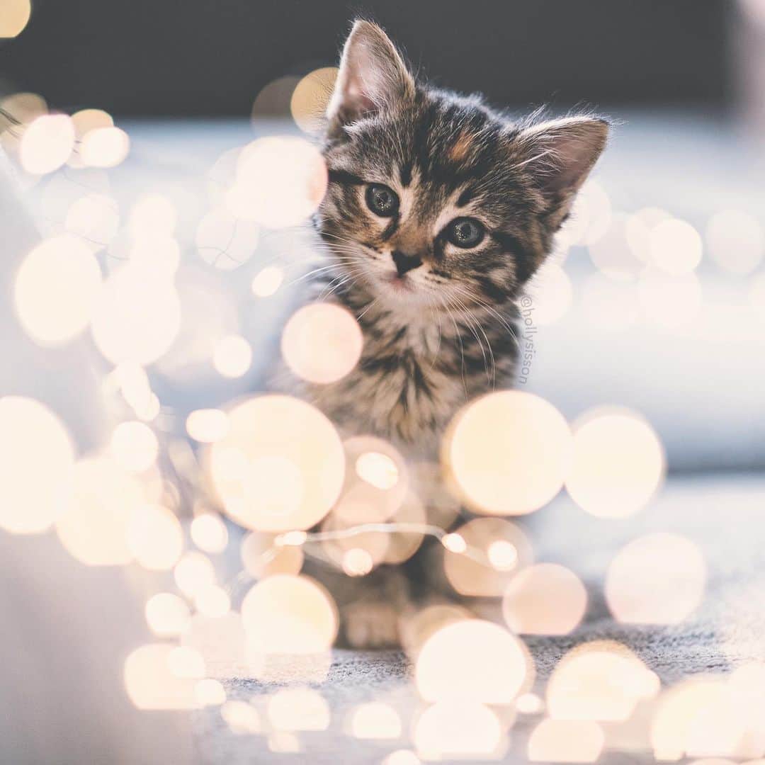 Holly Sissonのインスタグラム：「Who’s ready for the magic of the season? 🐱🎄☺️ #toronto #kitten #bokeh #tabbykitty #mainecoon #fbf (See more of Emma on @pitterpatterfurryfeet) ~ Canon 1D X MkII + 85 f1.4L IS @ f1.4  See my bio for full camera equipment information plus info on how I process my images. 😊 ~ @bestmeow #bestmeow」