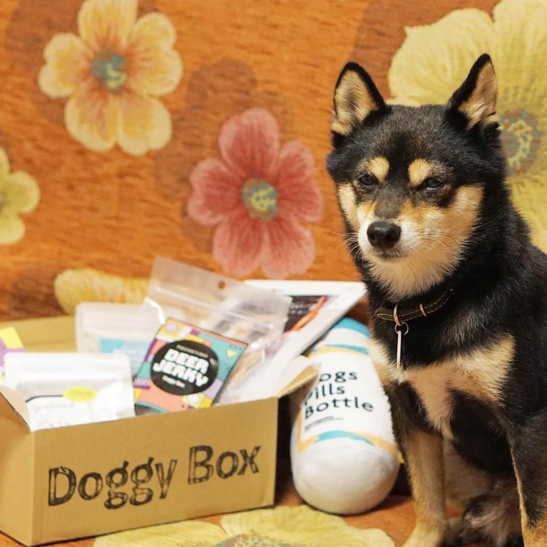 黒豆柴こむぎさんのインスタグラム写真 - (黒豆柴こむぎInstagram)「11月のDoggy Box @doggybox_jp が届いたよ。お薬💊のおもちゃとおやつ3種類が入っていたよ。幸せの処方箋☺️素敵なおもちゃと美味しそうなおやつで、ボクは幸せ💓ママちんにもっとお利口になるお薬💊だったら良いのにって、言われちゃった😳2019.11.15  2020年黒豆柴こむぎの壁かけカレンダー🗓の予約受付中‼️プロフィールから、予約専用サイトに飛べるよ。ぜひ、ボクのカレンダーで新年を迎えてね😉  Komugi’s wall calendar pre-order now‼️ International shipping is available🌏🆗 Please check the link in my profile.  #黒豆柴こむぎカレンダー #doggybox #ドギボ #黒豆柴 #豆柴 #黒柴 #柴犬 #柴 #まめしば #しばいぬ #mameshiba #kuroshiba #shibainu #shiba #shibalove #shibalovers #shibastagram #shiba_snap #shibasofinstagram #ふわもこ部 #pecoいぬ部 #いぬら部 #proudshibas #thedailyshibainu #ここ柴部 #いぬのきもち #todayswanko #rakutenpet #9gagcute」11月15日 23時49分 - komugi_1207