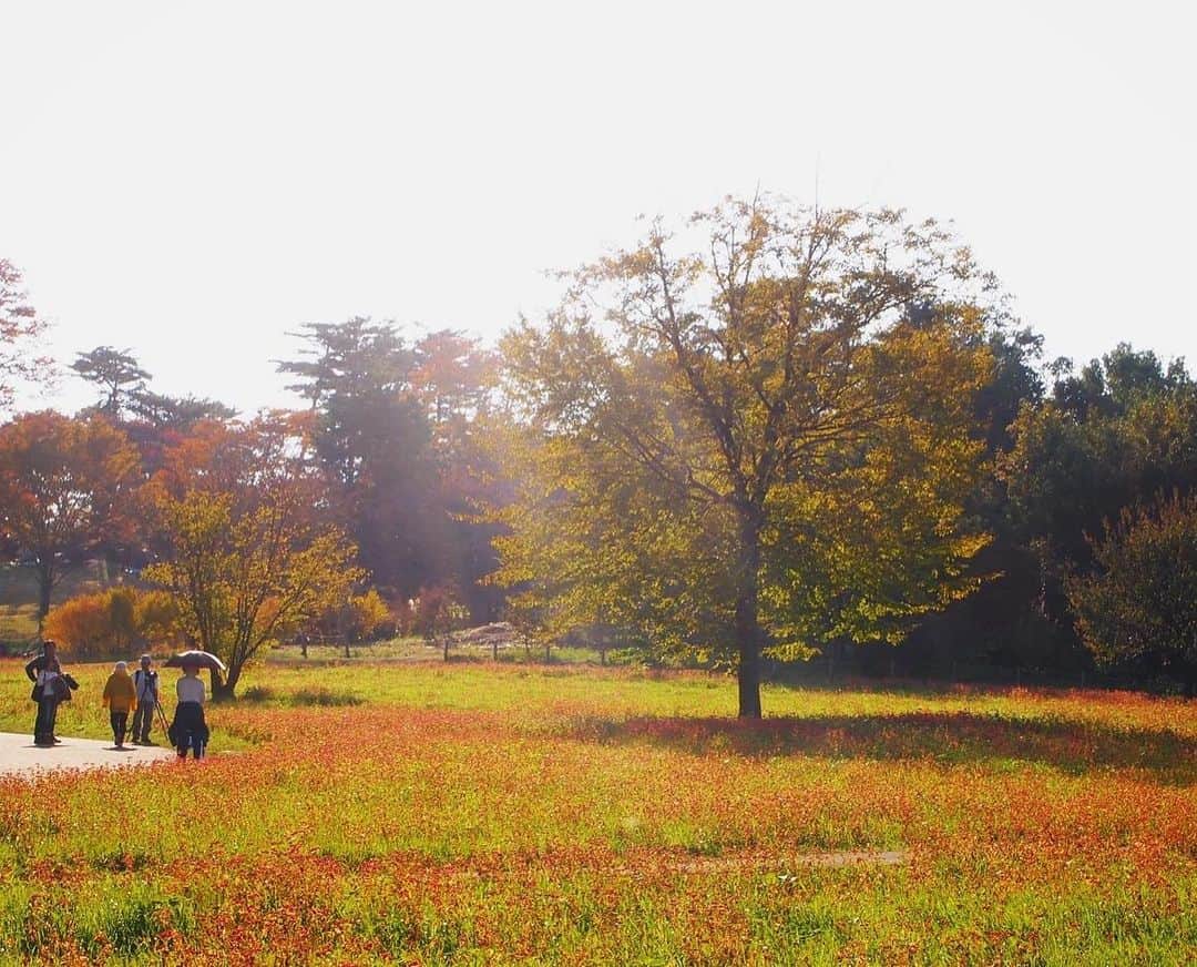 旅行比較サイト・トラベルコ 理想の旅を、いちばん安く。さんのインスタグラム写真 - (旅行比較サイト・トラベルコ 理想の旅を、いちばん安く。Instagram)「11月ももう半ば。今年は暖かい日も多く紅葉が遅れ気味でしたが、ここ東京でも徐々に“色づき情報”が聞こえてきました👂 皆さんはもう #紅葉狩り 行きましたか？ * トラベルコスタッフお気に入りの紅葉スポットは、東京都立川市にある #国立昭和記念公園 。※写真は過去の紅葉時期に撮影したものです📷  黄色や赤🍁に美しく彩られた広大な敷地内はお散歩にぴったり☺️ 池にはペダル式ボートなどもあり、老若男女が楽しめる空間ですよ◎ * 現在は「秋の夜散歩」と題して夜のライトアップも開催中！　11/24（日）までの期間中と、11/29・30・12/1も追加で特別開催されるのだとか。日中とまた違った紅葉景色を楽しむのもよいかもしれませんね🌙 * * * ★12/1（日）まで！★「トラベルコ2020オリジナルカレンダー」プレゼントキャンペーン実施中！詳細は @travelko_chan のプロフィールリンクからご覧ください。 * * * #東京 #立川 #国立昭和記念公園 #紅葉 #秋見つけた #国内旅行 #フォトジェニック #旅行好きな人と繋がりたい #写真好きな人と繋がりたい #女子旅 #一人旅 #カメラ女子 #カメラ男子 #travel #trip #japantrip #japantravel #sightseeing #instagood #travelko #トラベルコ #トラベルコちゃん #トラベルコカレンダー2020 @showakinenpark」11月15日 14時56分 - travelko_official