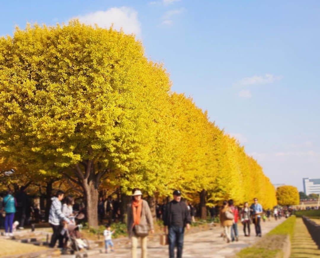 旅行比較サイト・トラベルコ 理想の旅を、いちばん安く。のインスタグラム：「11月ももう半ば。今年は暖かい日も多く紅葉が遅れ気味でしたが、ここ東京でも徐々に“色づき情報”が聞こえてきました👂 皆さんはもう #紅葉狩り 行きましたか？ * トラベルコスタッフお気に入りの紅葉スポットは、東京都立川市にある #国立昭和記念公園 。※写真は過去の紅葉時期に撮影したものです📷  黄色や赤🍁に美しく彩られた広大な敷地内はお散歩にぴったり☺️ 池にはペダル式ボートなどもあり、老若男女が楽しめる空間ですよ◎ * 現在は「秋の夜散歩」と題して夜のライトアップも開催中！　11/24（日）までの期間中と、11/29・30・12/1も追加で特別開催されるのだとか。日中とまた違った紅葉景色を楽しむのもよいかもしれませんね🌙 * * * ★12/1（日）まで！★「トラベルコ2020オリジナルカレンダー」プレゼントキャンペーン実施中！詳細は @travelko_chan のプロフィールリンクからご覧ください。 * * * #東京 #立川 #国立昭和記念公園 #紅葉 #秋見つけた #国内旅行 #フォトジェニック #旅行好きな人と繋がりたい #写真好きな人と繋がりたい #女子旅 #一人旅 #カメラ女子 #カメラ男子 #travel #trip #japantrip #japantravel #sightseeing #instagood #travelko #トラベルコ #トラベルコちゃん #トラベルコカレンダー2020 @showakinenpark」