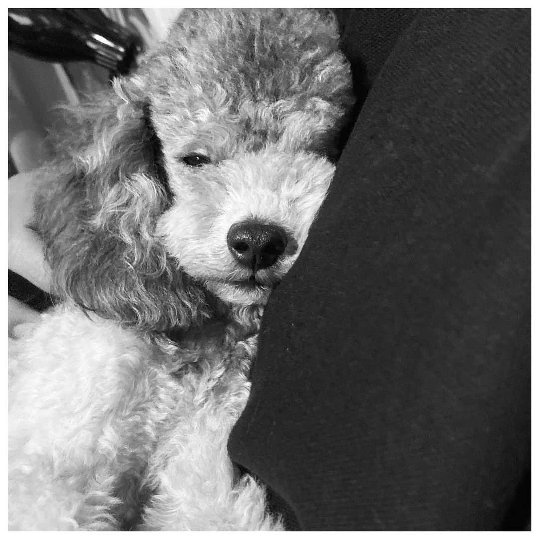 岩崎拓馬さんのインスタグラム写真 - (岩崎拓馬Instagram)「Sleepy boy . . @forte_____ すやぁな顔がかわいすぎる . . #お犬life #forte #toypoodle #happytime」11月15日 15時54分 - happy_takuma