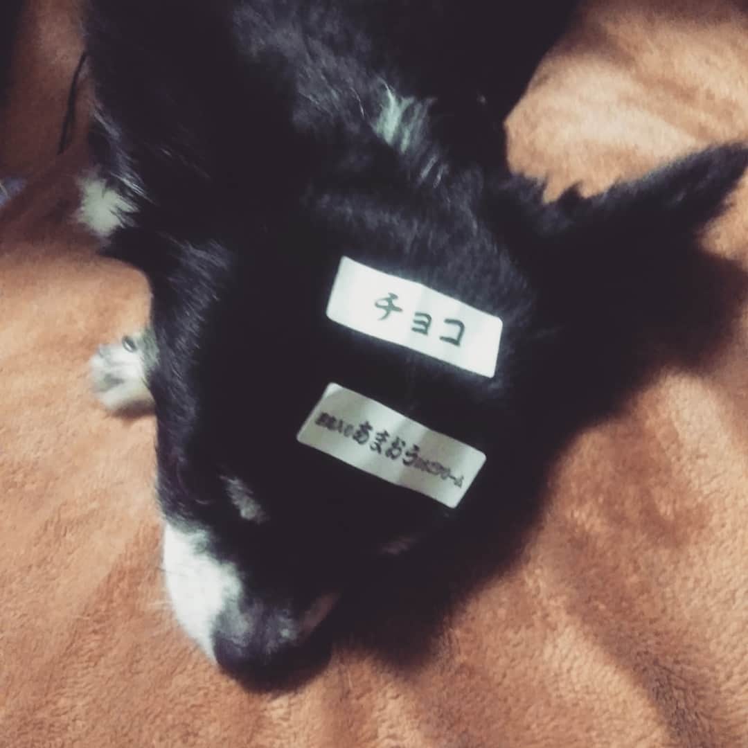 小原尚子のインスタグラム：「可愛ええ｡もうほんと可愛ええ｡ モフモフしたい(੭ु ›ω‹ )੭ु 本当の幸せ教えてよ 壊れかけの尚子〜♪( ˙ཫ˙ ) 1番の相棒だろモコ｡ 何処にも行くな｡╭(^q^`)╮ 凄い眠気…( ¯꒳​¯ )ᐝあ､生きてます」
