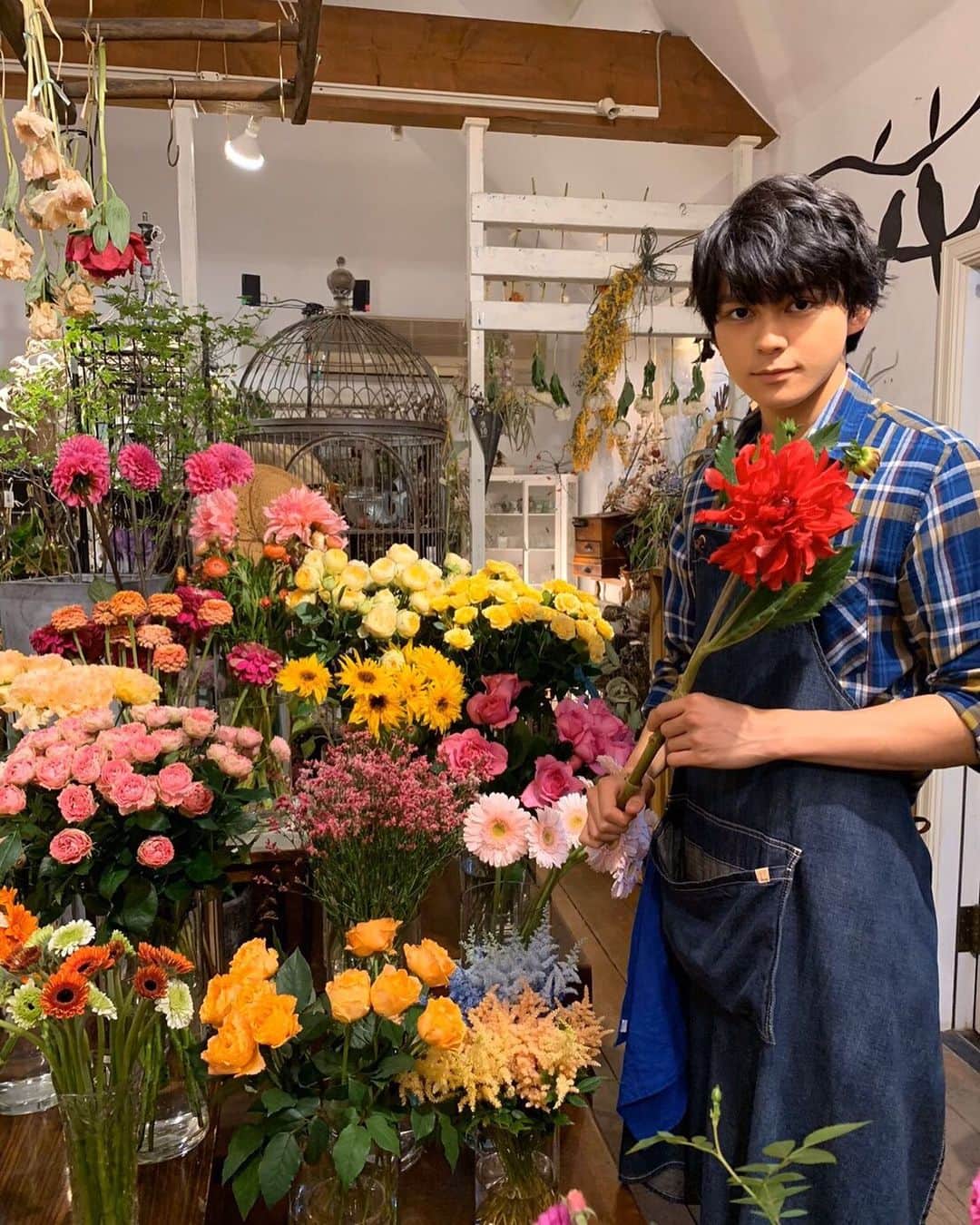 映画『午前0時、キスしに来てよ』のインスタグラム：「＼0キスWEEKEND FLOWER×WEEKEND  GORDON💐／ ﻿ ﻿ お家がお花屋さんのあーちゃんから週末おすすめのお花をご紹介❣️﻿ ﻿ 今週は『ダリア』🤗 ゴードンさんお気に入り👀の花言葉は「感謝」「華麗」「優雅」と上品✨﻿ ﻿ 手に持っている赤い大輪のダリアはその名も「ガーネット」💋﻿ ﻿ ”秋の女王”とも言われ、今がベストシーズン⭐️﻿ ﻿ お花のバラエティも豊かなので、ぜひお花屋さんにチェックしに来てよ😚🙌🏻 ﻿ ﻿ #ダリア #weekendflower #weekendgordon  #flower  #花と素敵な週末を #お花屋さん #あーちゃん #眞栄田郷敦 #あーちゃん家の花屋の名前はルーシーグレイ #ルーシーグレイ  #午前0時キスしに来てよ #12月6日公開 #0キス #映画0キス #0kiss  #ゼロキス」