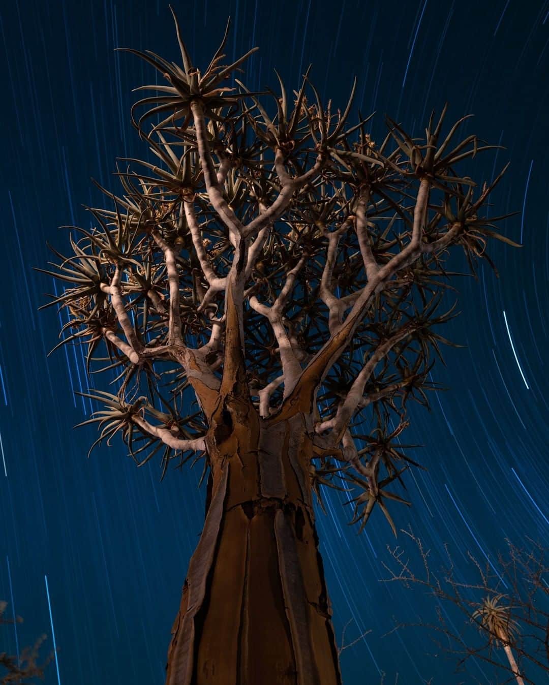のインスタグラム：「Photo by Keith Ladzinski @ladzinski | With a long exposure, a quiver tree (kokerboom) stands tall under a sky of streaked stars. These trees are well suited to arid places with severe heat and low precipitation, due to an ability to store water within their trunks. They’re part of the aloe family, and have long been used for medicinal purposes. Photographed in the Kalahari Desert of South Africa. To see more photos of this beautiful part of the world please visit @ladzinski」