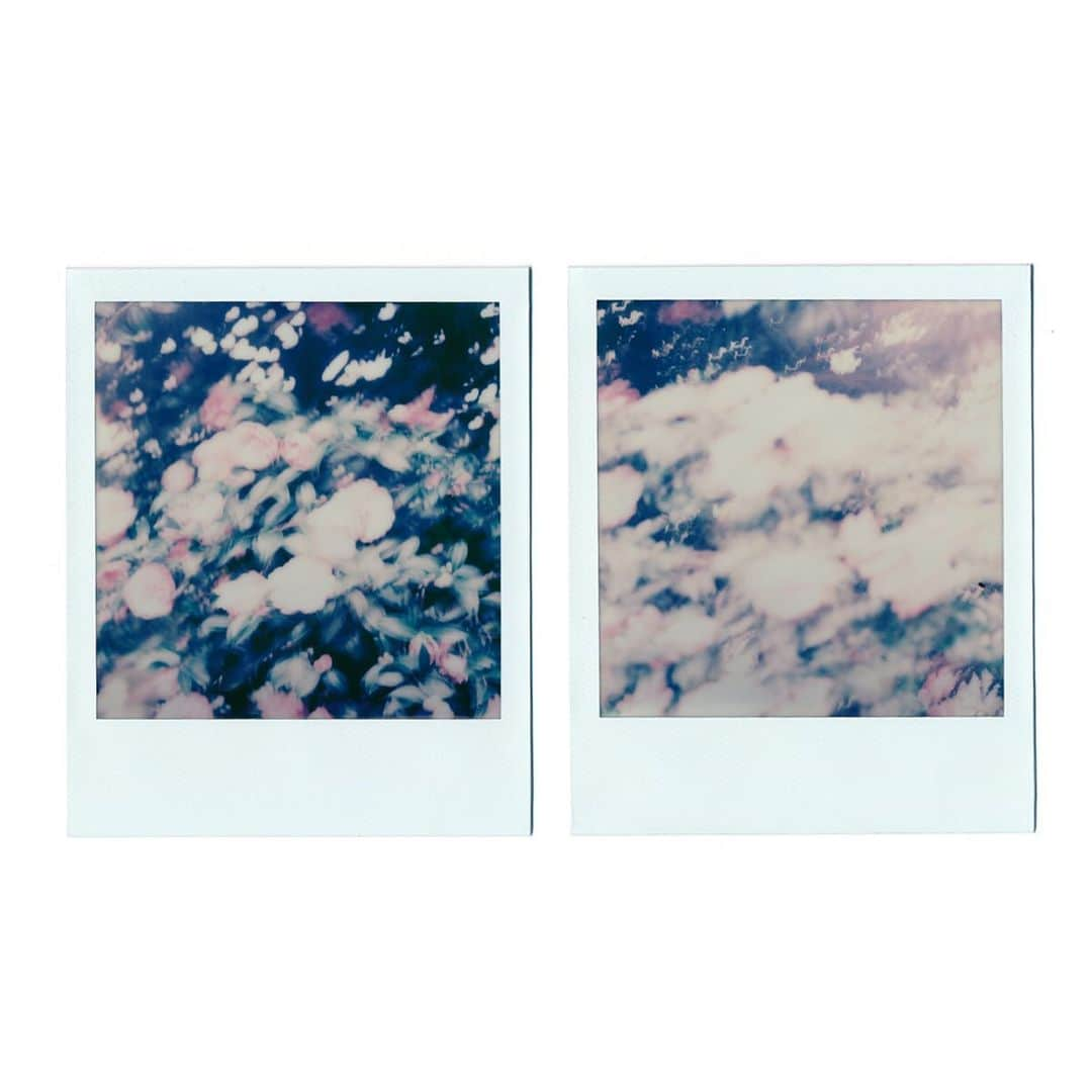 関根正悟さんのインスタグラム写真 - (関根正悟Instagram)「“flowers” ・ #polaroid #sx70 #shogosekine」11月15日 17時01分 - shogosekine0319