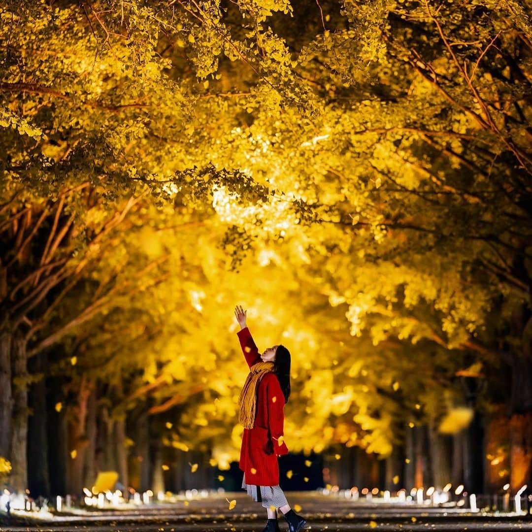 手紙社さんのインスタグラム写真 - (手紙社Instagram)「【「第16回東京蚤の市」1日目閉場しました】 夕暮れの美しい時間となりました。16時をもって1日目閉場いたしました。明日も9時から昭和記念公園でみなさまのご来場をお待ちしております。17時からは、会場の奥にある日本庭園・かたらいのイチョウ並木でライトアップもされますよ。閉場後も散策をお楽しみください。 ※前売券の販売は終了しております ※チケットをお持ちでない方は、入場口で当日券（¥1,000）を現金でお買い求めください . ▶︎詳細はプロフィールのリンクより「 @tokyonominoichi 」へ . #tokyonominoichi#東京蚤の市#手紙社#手紙舎#tegamisha#vintage#antique#東京北欧市#東京豆皿市#東京アジアンタウン#東京占い横丁#みどりと体験の広場#豆皿#豆花器#mamezara#立川#昭和記念公園#東京蚤の市は本日から！」11月15日 16時54分 - tegamisha