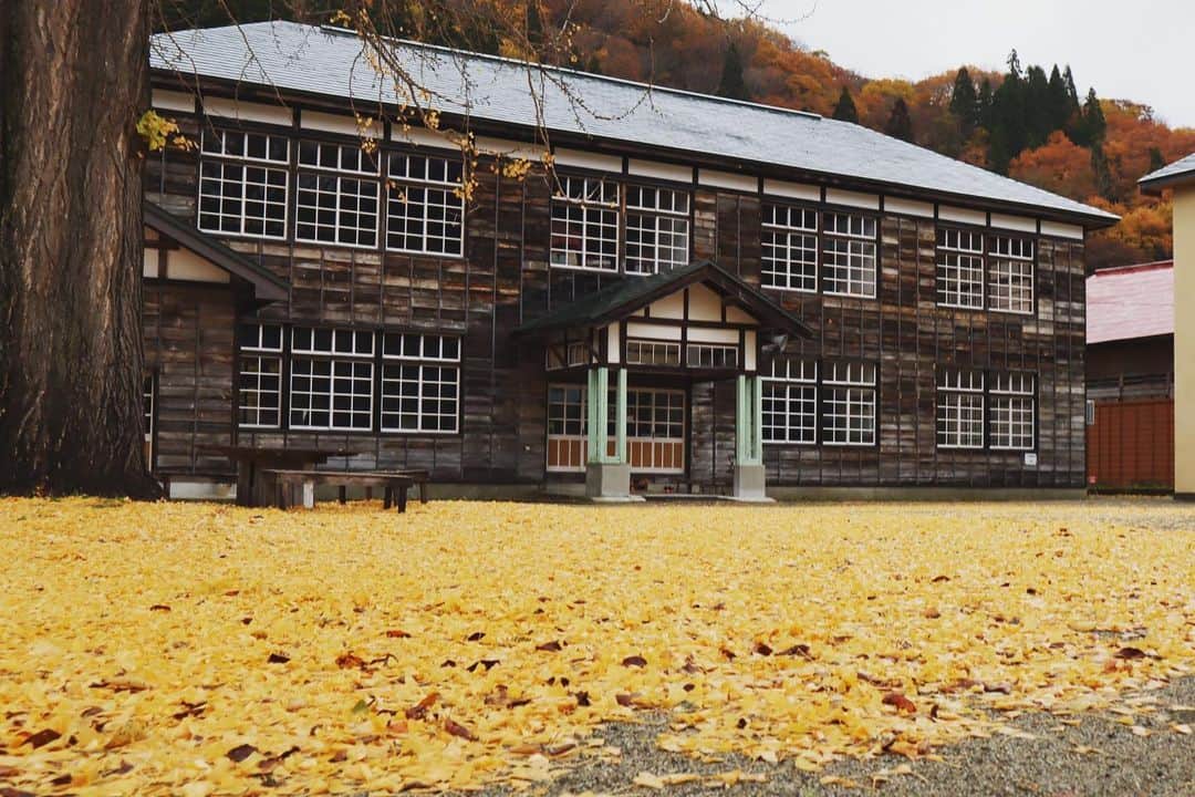 Rediscover Fukushimaさんのインスタグラム写真 - (Rediscover FukushimaInstagram)「Beautiful leaves at Kuimaru Elementary School - an old school which is now used as a tourism office. In Show Village, Okuaizu. Photo taken yesterday!!」11月15日 17時16分 - rediscoverfukushima
